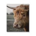 thumbnail image 1 of Stupell Industries Cattle Gazing Portrait Animals & Insects Photography Gallery Wrapped Canvas Print Wall Art, 16 x 20, 1 of 8