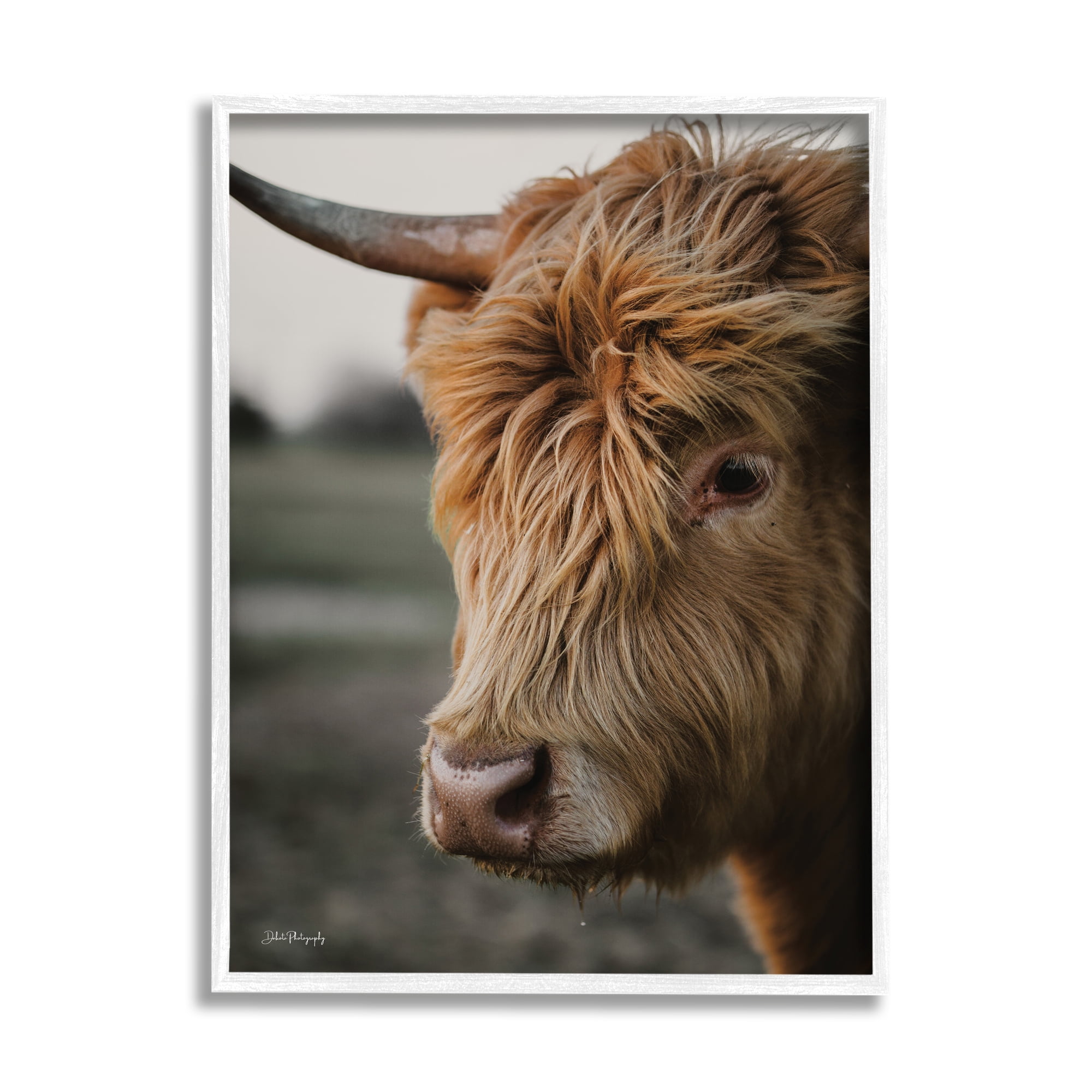 Stupell Industries Cattle Gazing Portrait Animals & Insects Photography White Framed Art Print Wall Art, 16 x 20