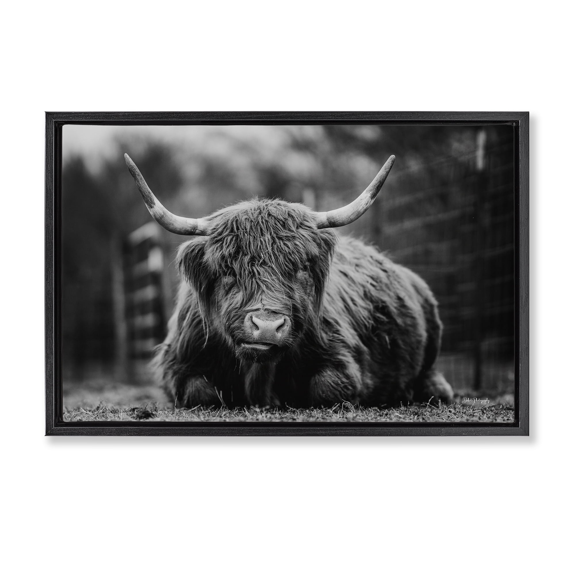 Stupell Industries Cattle Laying in Grass Animals & Insects Photography Black Floater Framed Canvas Art Print Wall Art, 31 x 21