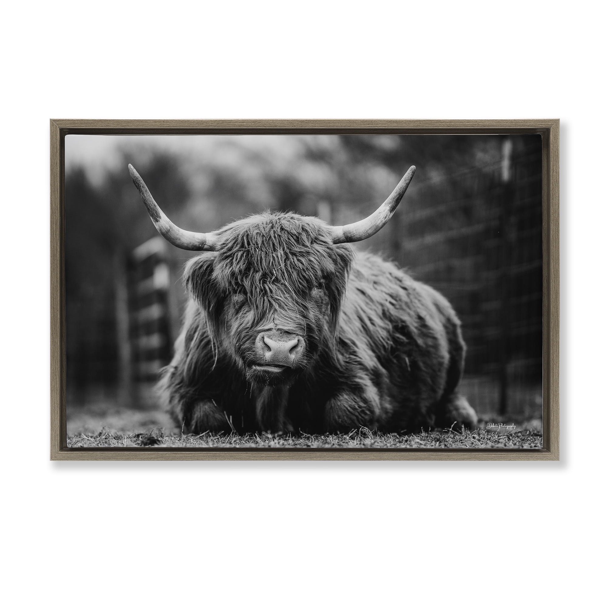 Stupell Industries Cattle Laying in Grass Animals & Insects Photography Brown Floater Framed Canvas Art Print Wall Art, 31 x 21
