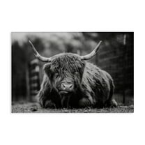 Stupell Industries Cattle Laying in Grass Animals & Insects Photography Gallery Wrapped Canvas Art Print Wall Art, 24 x 16