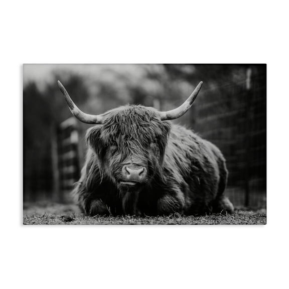 Stupell Industries Cattle Laying in Grass Animals & Insects Photography Gallery Wrapped Canvas Art Print Wall Art, 24 x 16