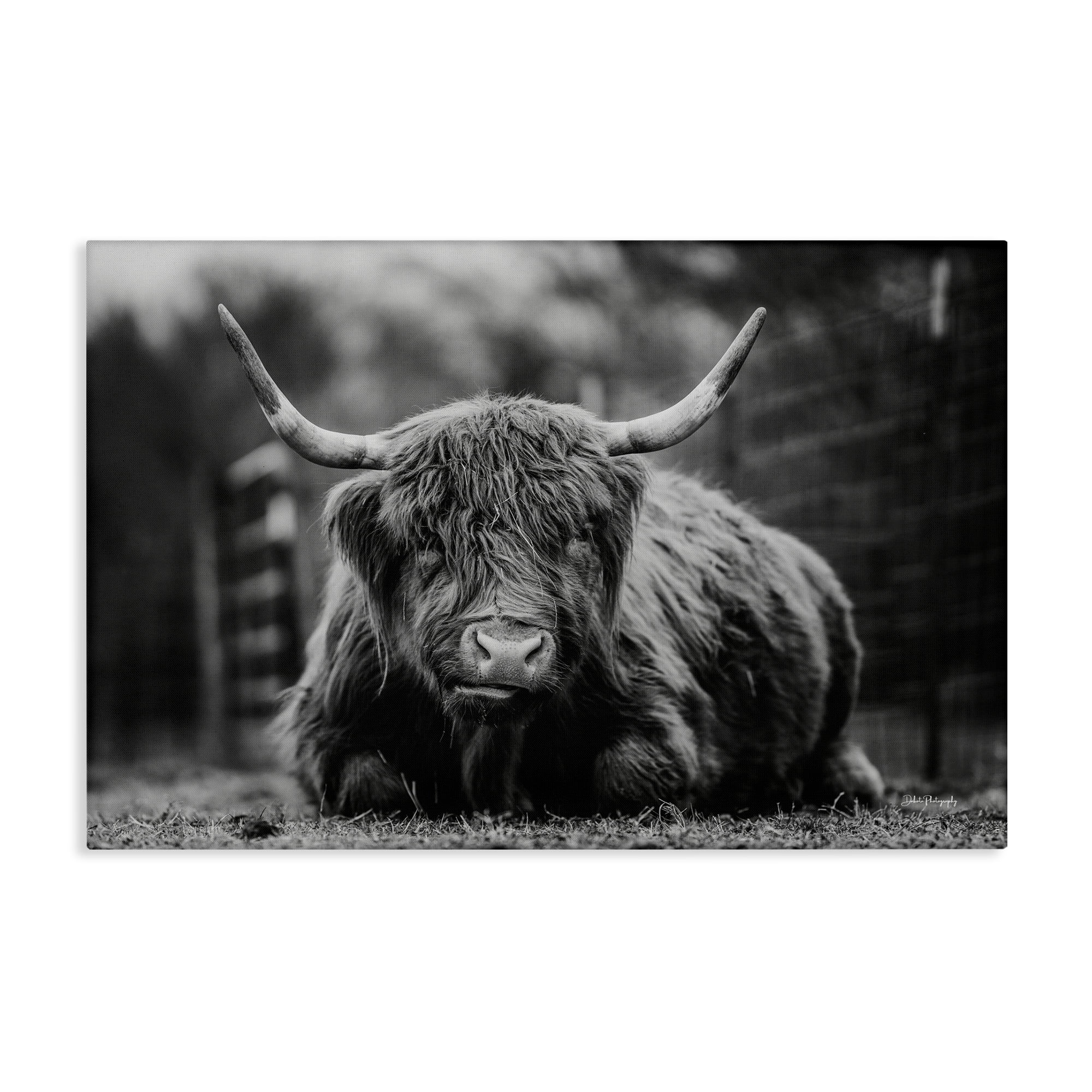 Stupell Industries Cattle Laying in Grass Animals & Insects Photography Gallery Wrapped Canvas Art Print Wall Art, 45 x 30