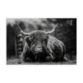 thumbnail image 1 of Stupell Industries Cattle Laying in Grass Animals & Insects Photography Gallery Wrapped Canvas Art Print Wall Art, 45 x 30, 1 of 8