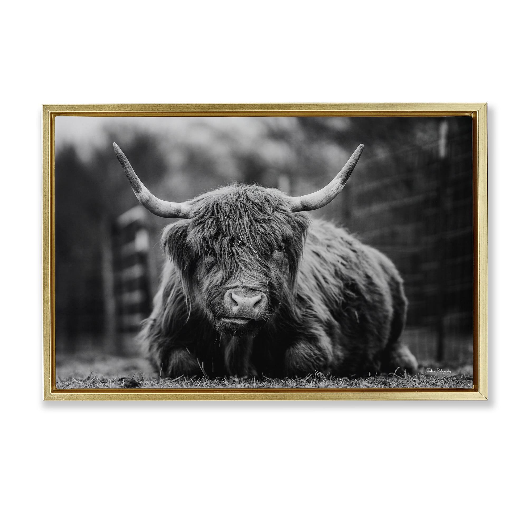Stupell Industries Cattle Laying in Grass Animals & Insects Photography Gold Floater Framed Canvas Art Print Wall Art, 31 x 21