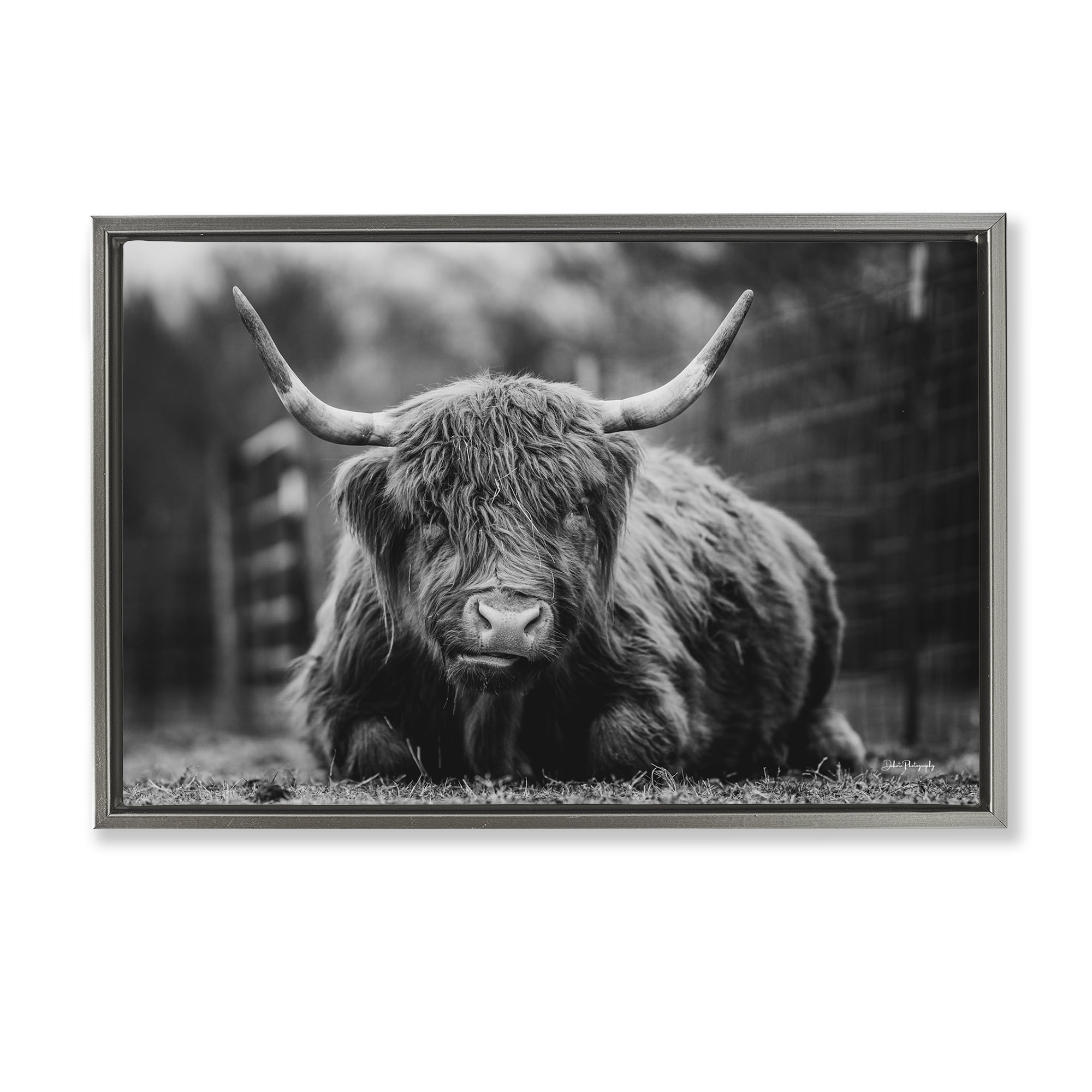 Stupell Industries Cattle Laying in Grass Animals & Insects Photography Gray Floater Framed Canvas Art Print Wall Art, 31 x 21