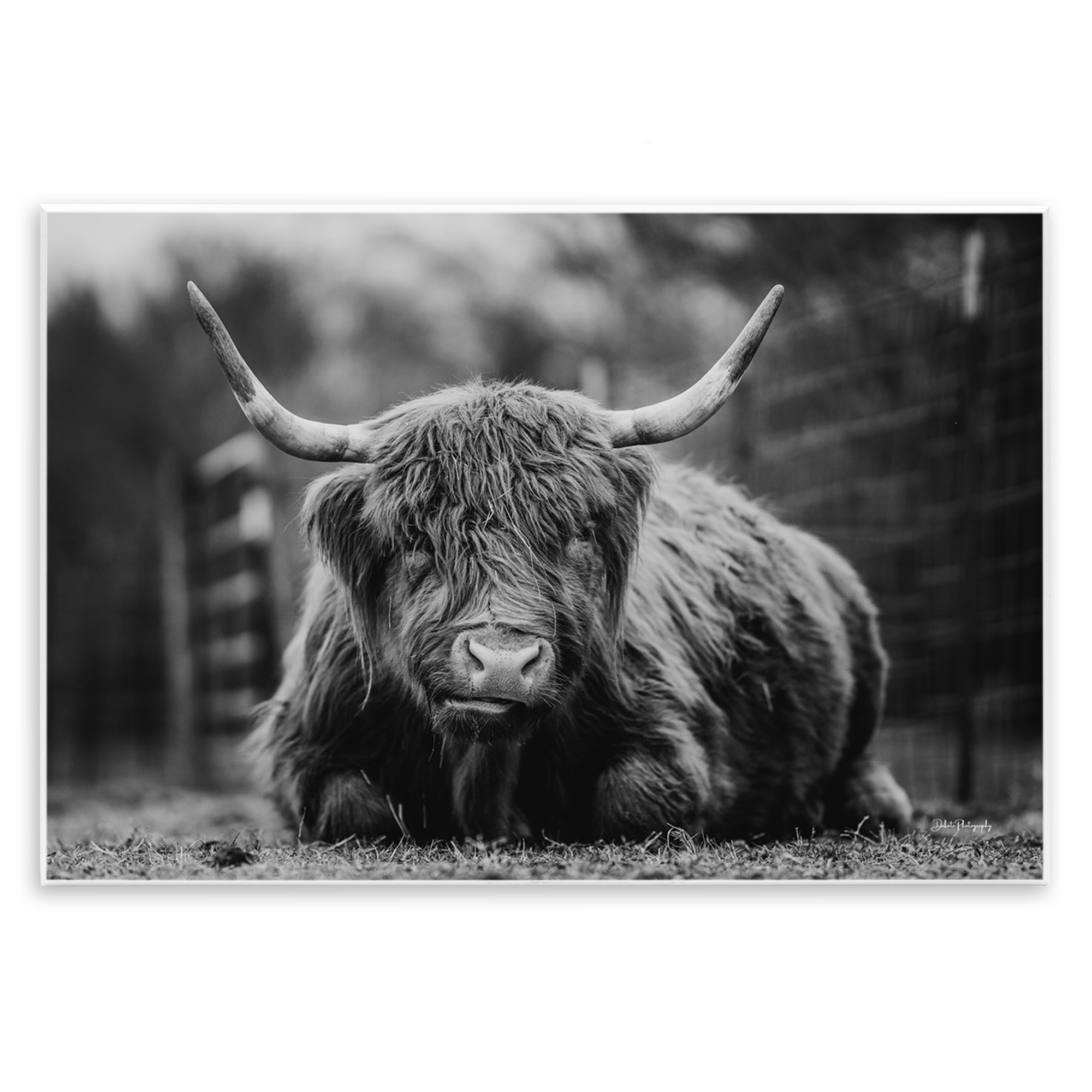 Stupell Industries Cattle Laying in Grass Animals & Insects Photography Unframed Art Print Wall Art, 19 x 13
