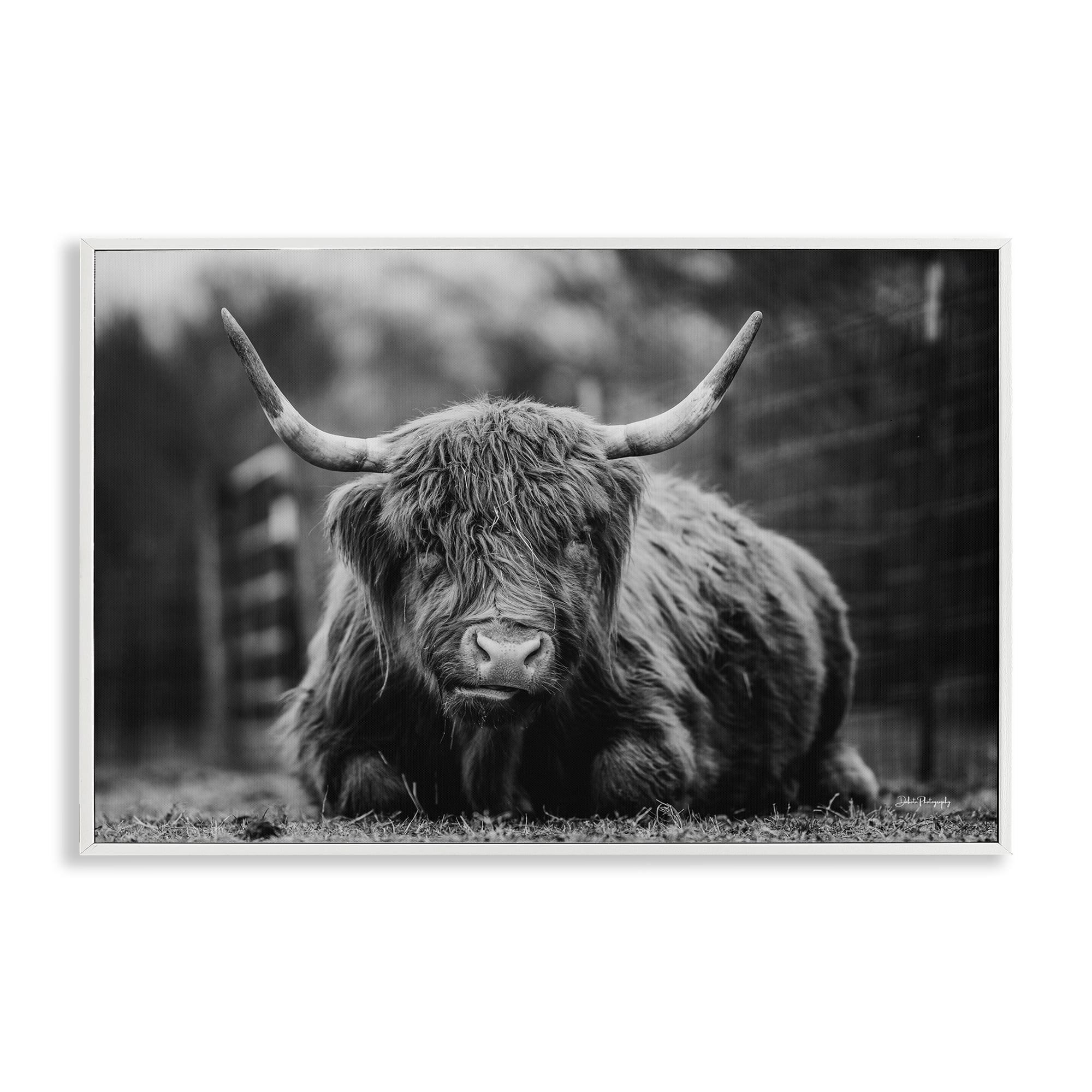 Stupell Industries Cattle Laying in Grass Animals & Insects Photography White Framed Art Print Wall Art, 24 x 16