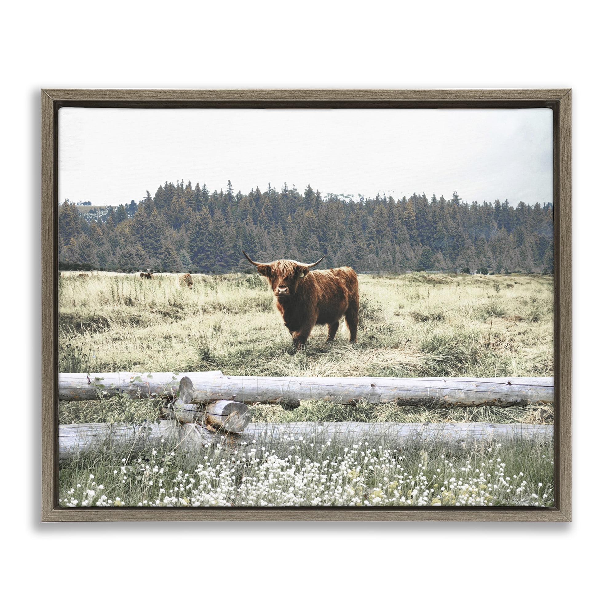 Stupell Industries Cattle Overlooking Fence Animals & Insects Photography Brown Floater Framed Canvas Art Print Wall Art, 31 x 25