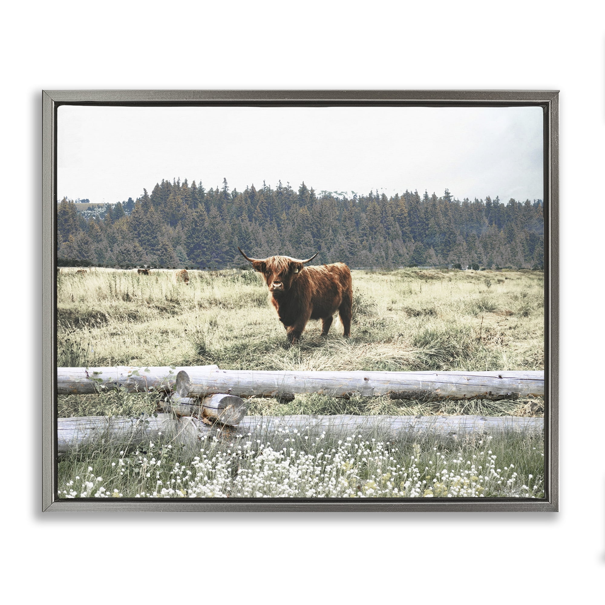 Stupell Industries Cattle Overlooking Fence Animals & Insects Photography Gray Floater Framed Canvas Art Print Wall Art, 31 x 25