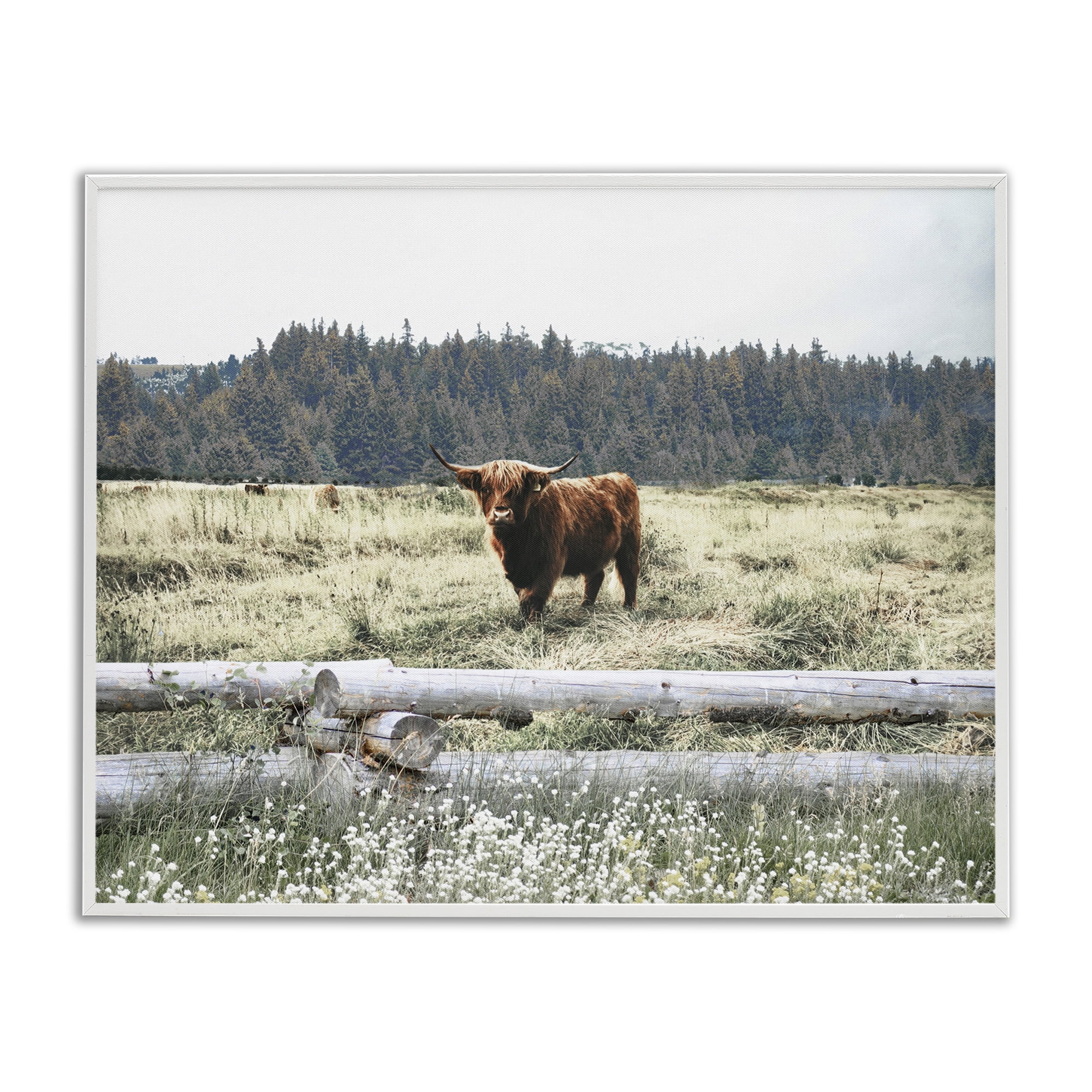 Stupell Industries Cattle Overlooking Fence Animals & Insects Photography White Framed Art Print Wall Art, 14 x 11