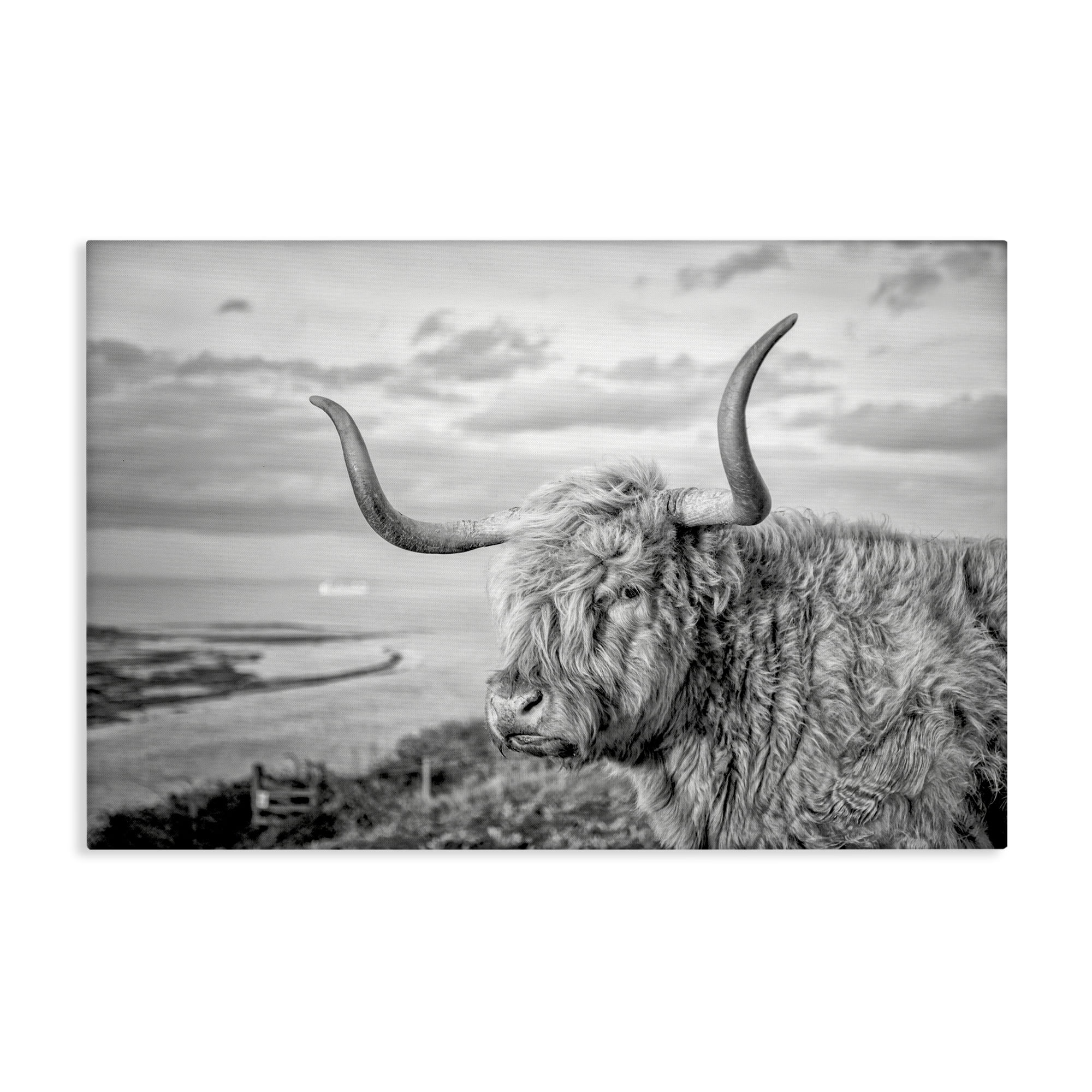 Stupell Industries Cattle with Ocean Breeze Animals & Insects Photography Gallery Wrapped Canvas Art Print Wall Art, 30 x 20