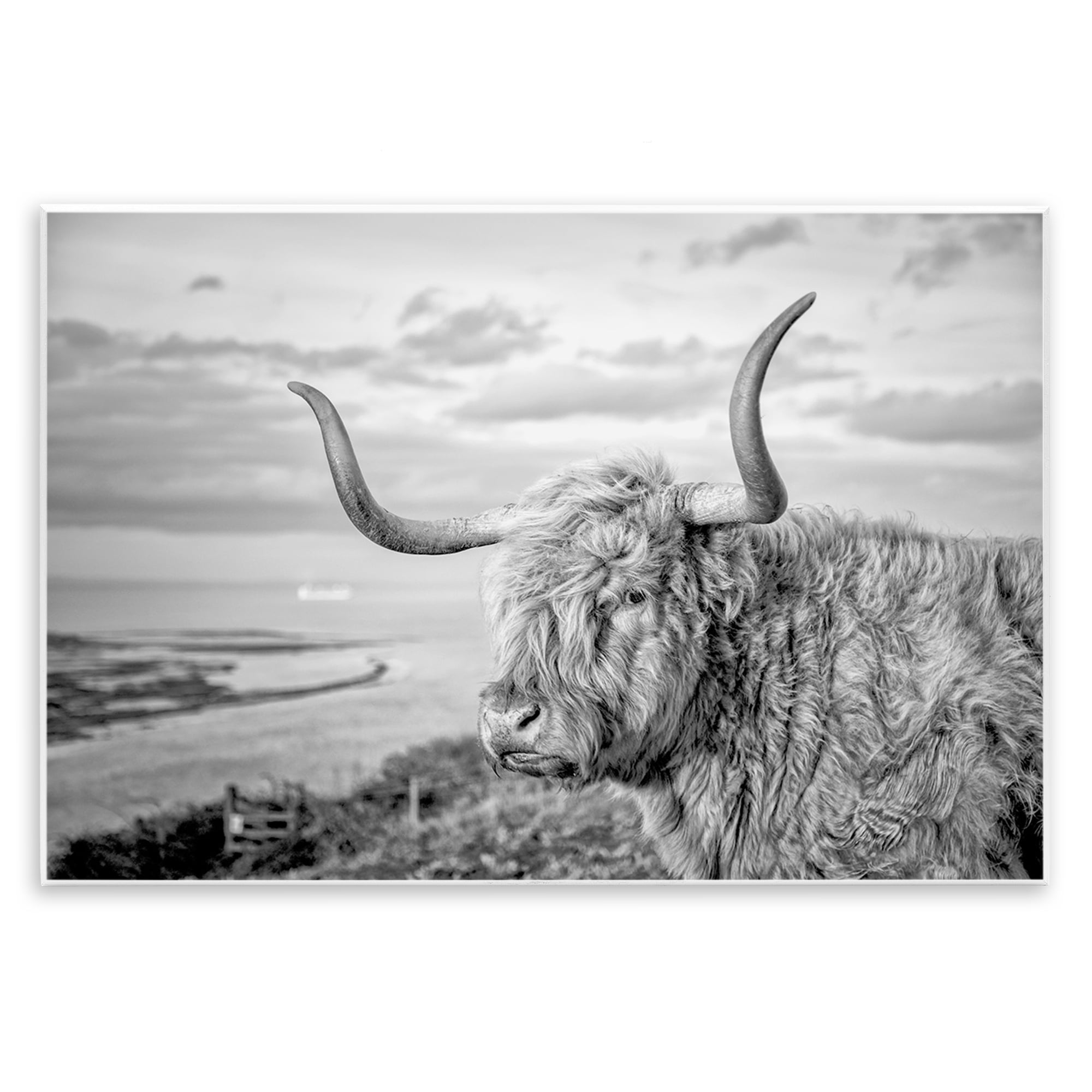 Stupell Industries Cattle with Ocean Breeze Animals & Insects Photography Unframed Art Print Wall Art, 15 x 10