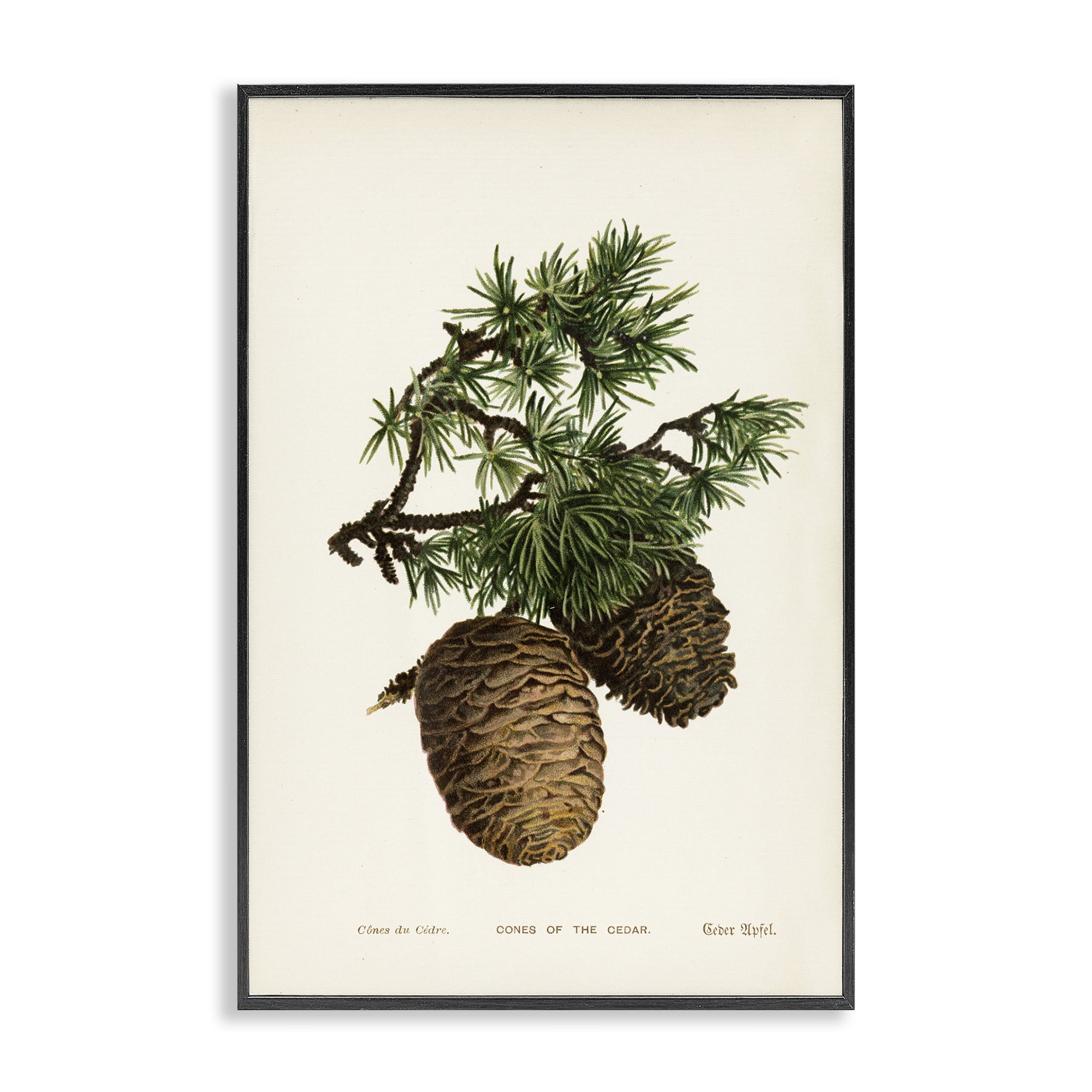 Stupell Industries Cedar Tree Pinecones Plants & Flowers Painting Black Framed Art Print Wall Art, 12 x 18