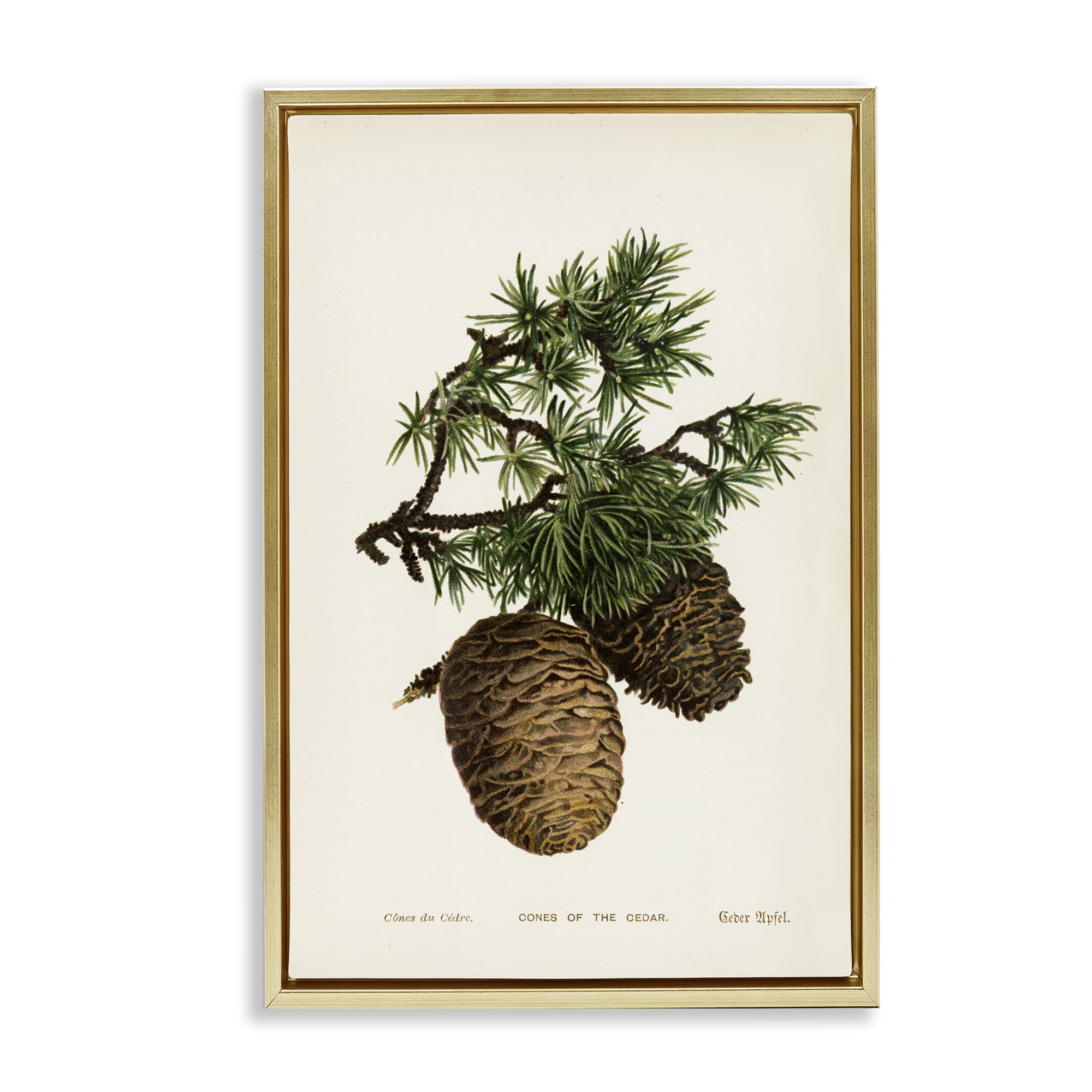 Stupell Industries Cedar Tree Pinecones Plants & Flowers Painting Gold Floater Framed Canvas Art Print Wall Art, 17 x 25
