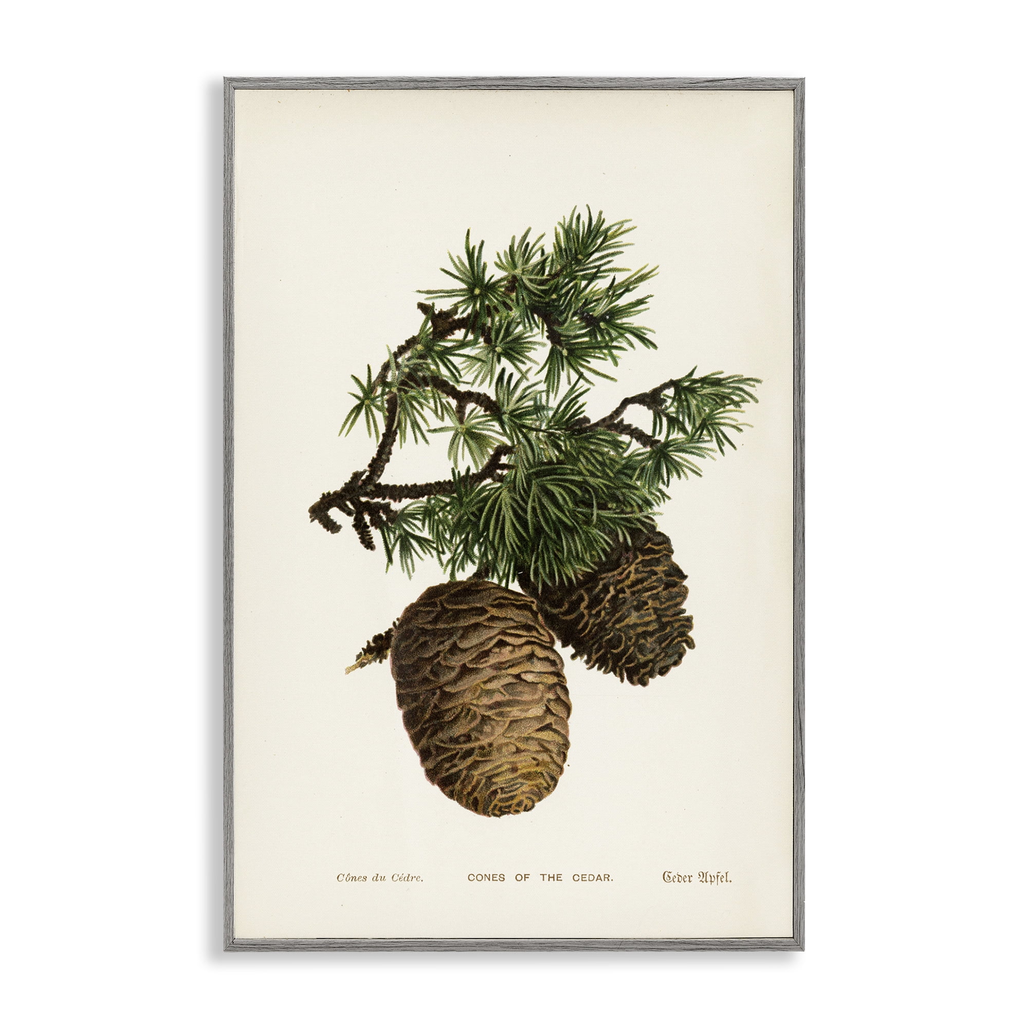 Stupell Industries Cedar Tree Pinecones Plants & Flowers Painting Gray Framed Art Print Wall Art, 12 x 18