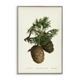 thumbnail image 1 of Stupell Industries Cedar Tree Pinecones Plants & Flowers Painting Gray Framed Art Print Wall Art, 20 x 30, 1 of 2
