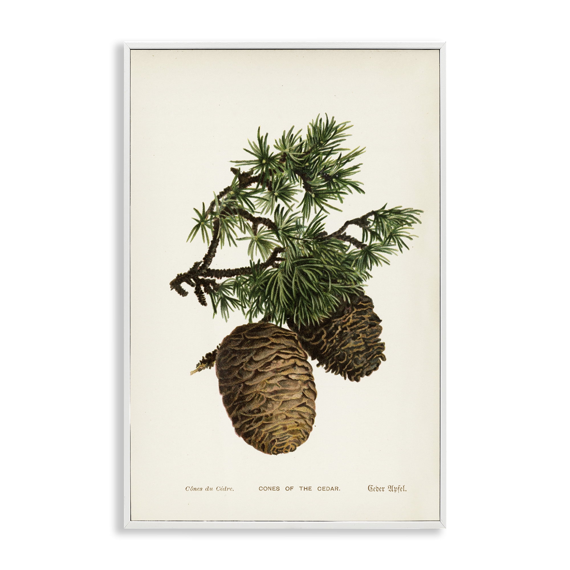 Stupell Industries Cedar Tree Pinecones Plants & Flowers Painting White Framed Art Print Wall Art, 16 x 24