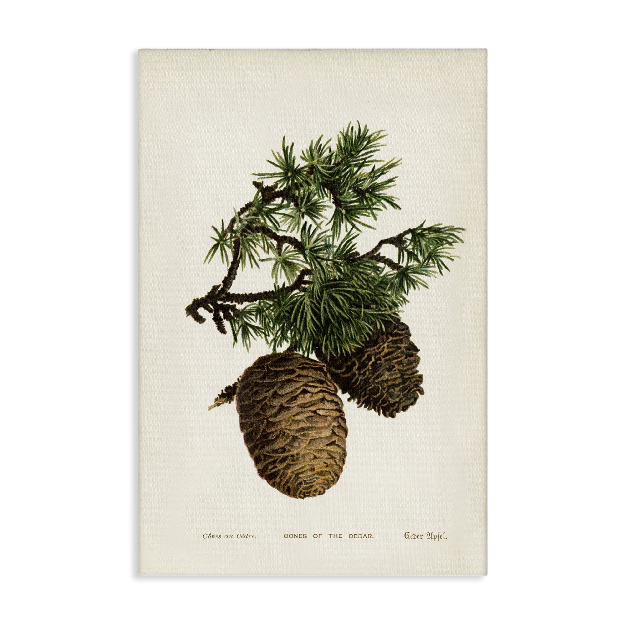 Stupell Industries Cedar Tree Pinecones Plants & Flowers Painting Wrapped Canvas Art Print Wall Art, 20 x 30
