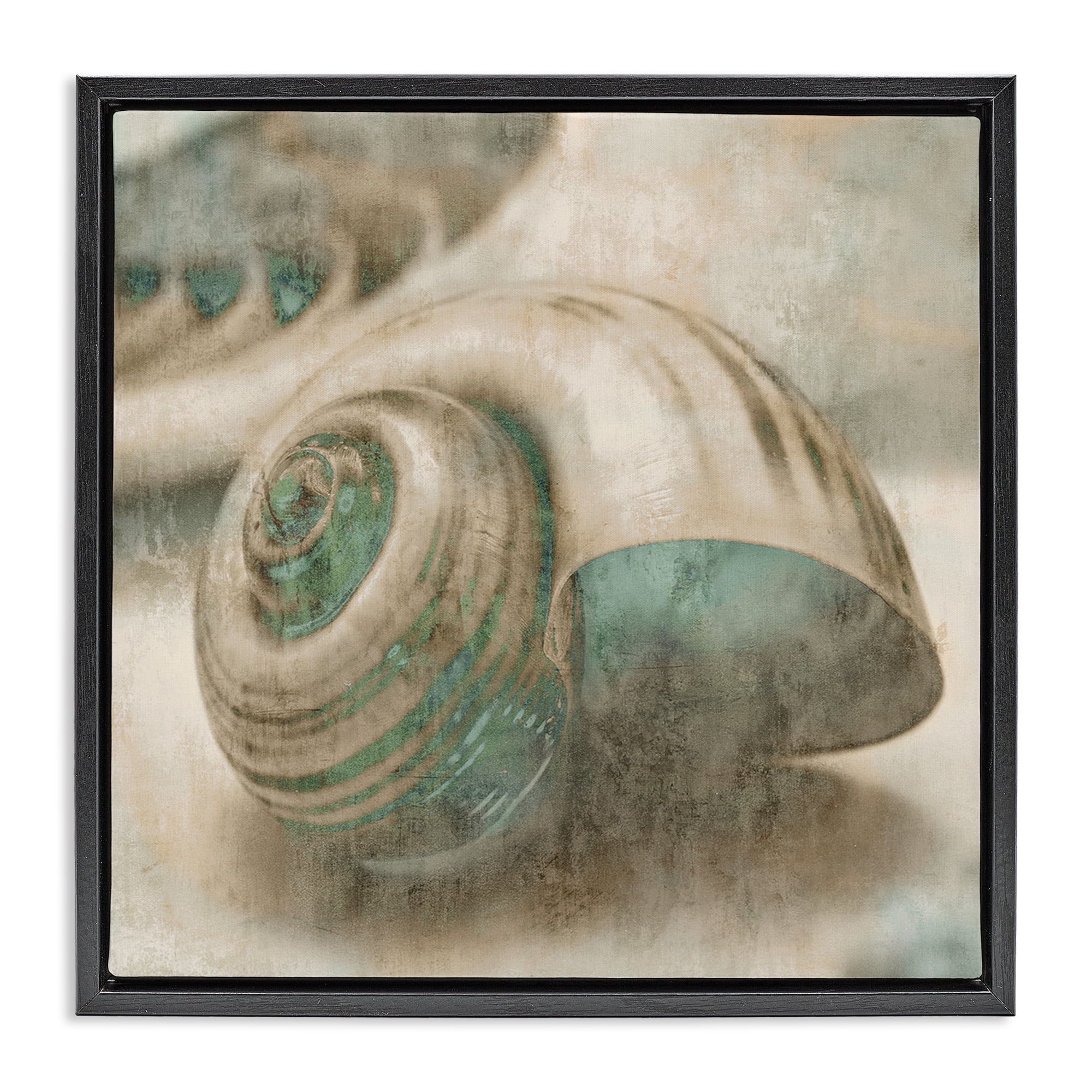 Stupell Industries Centered Sharkeye Seashell Nature Photography Black Floater Framed Canvas Art Print Wall Art, 18 x 18
