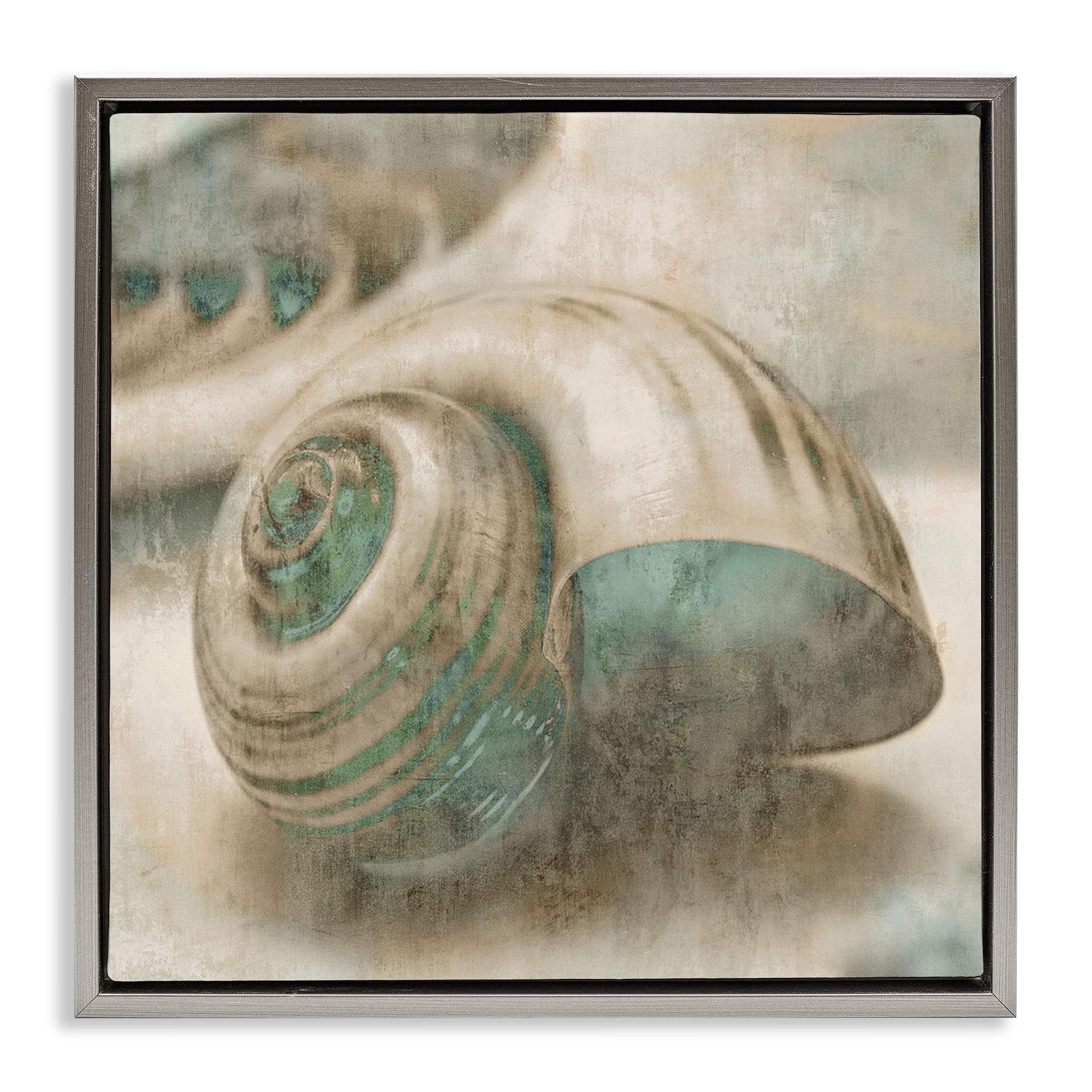 Stupell Industries Centered Sharkeye Seashell Nature Photography Gray Floater Framed Canvas Art Print Wall Art, 25 x 25