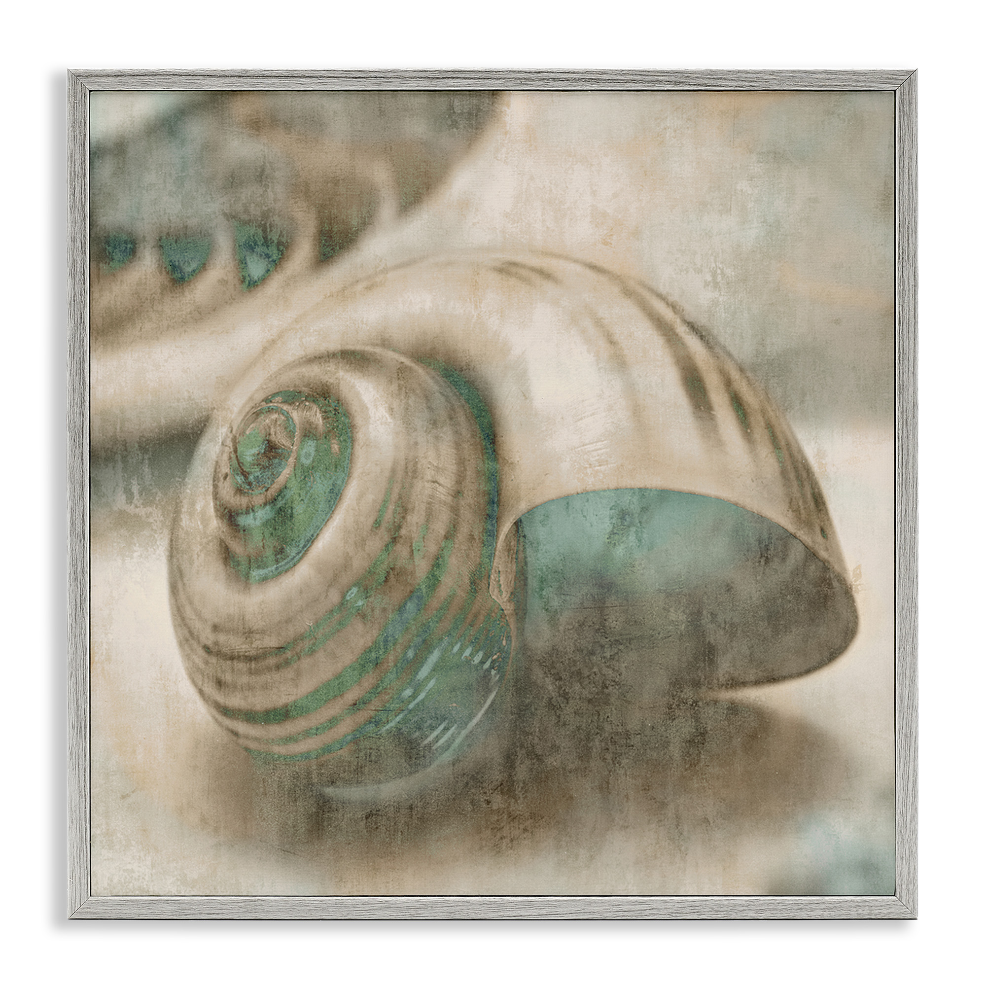 Stupell Industries Centered Sharkeye Seashell Nature Photography Gray Framed Art Print Wall Art, 24 x 24