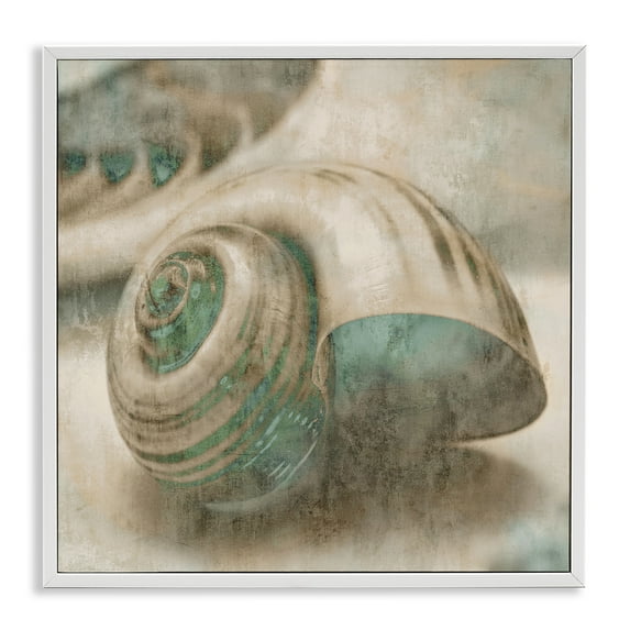 Stupell Industries Centered Sharkeye Seashell Nature Photography White Framed Art Print Wall Art, 17 x 17