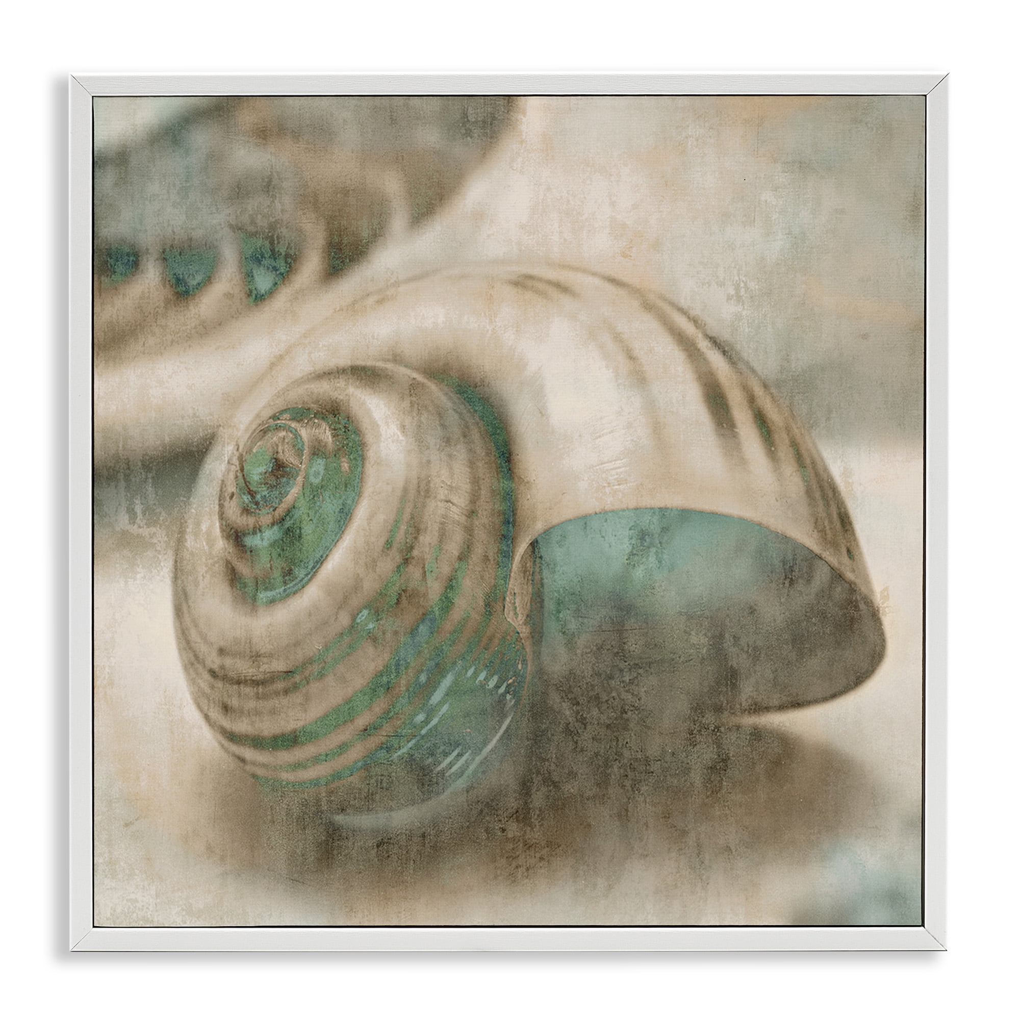 Stupell Industries Centered Sharkeye Seashell Nature Photography White Framed Art Print Wall Art, 24 x 24