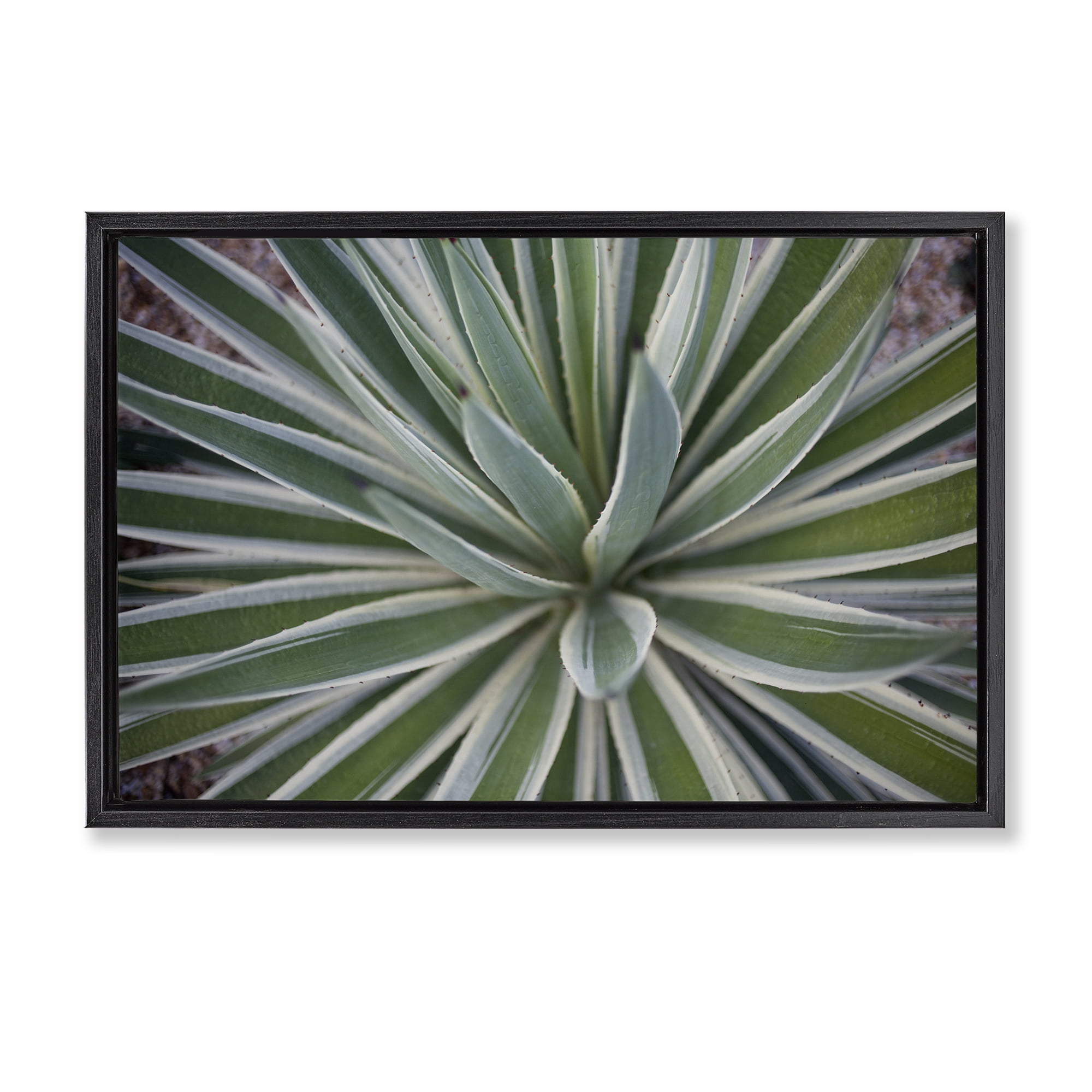 Stupell Industries Centric Succulent Leaves Botanical & Floral Photography Black Floater Framed Canvas Art Print Wall Art, 25 x 17