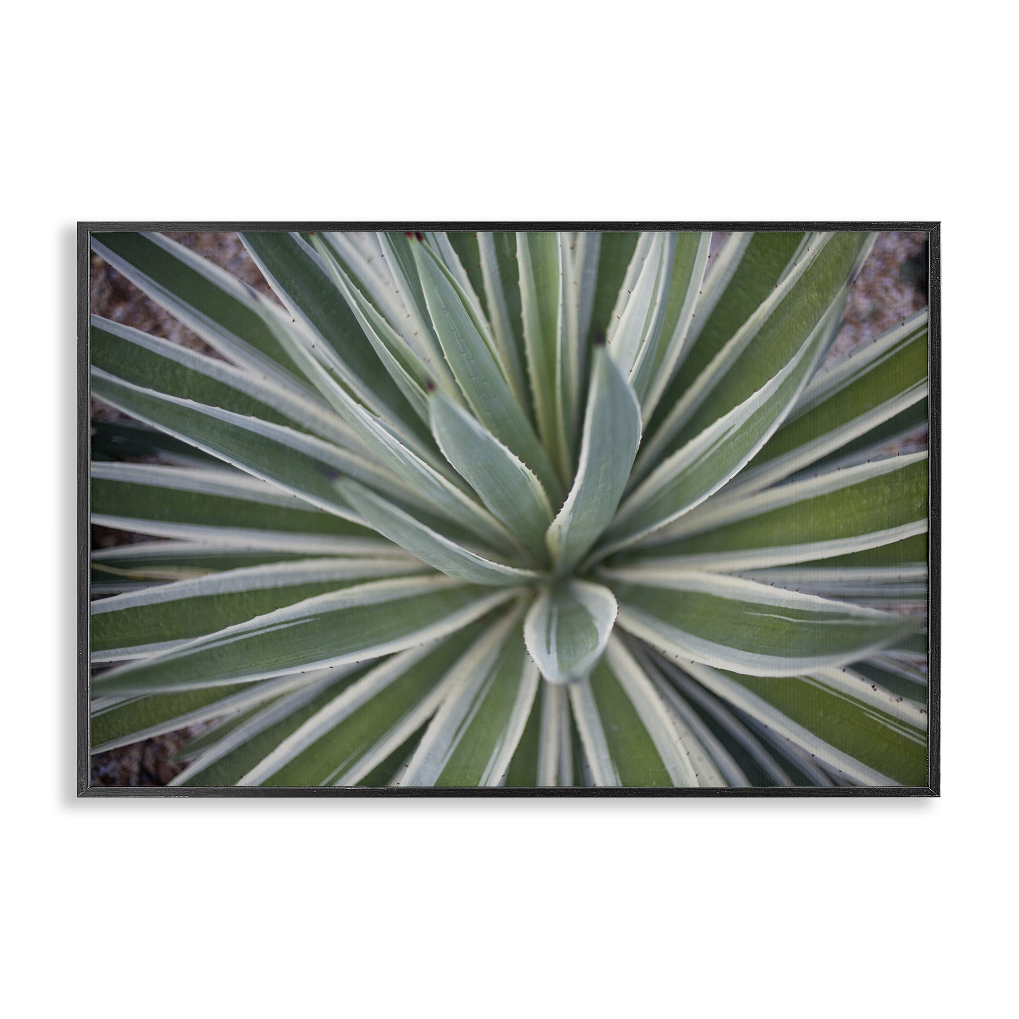 Stupell Industries Centric Succulent Leaves Botanical & Floral Photography Black Framed Art Print Wall Art, 24 x 16