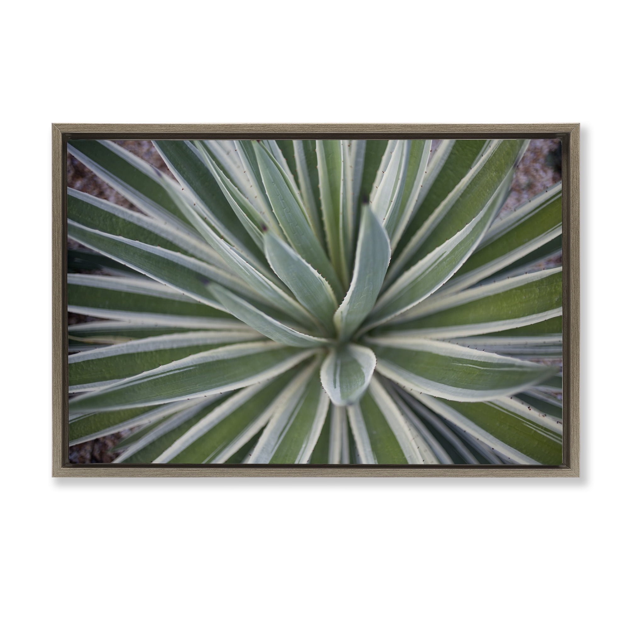 Stupell Industries Centric Succulent Leaves Botanical & Floral Photography Brown Floater Framed Canvas Art Print Wall Art, 31 x 21