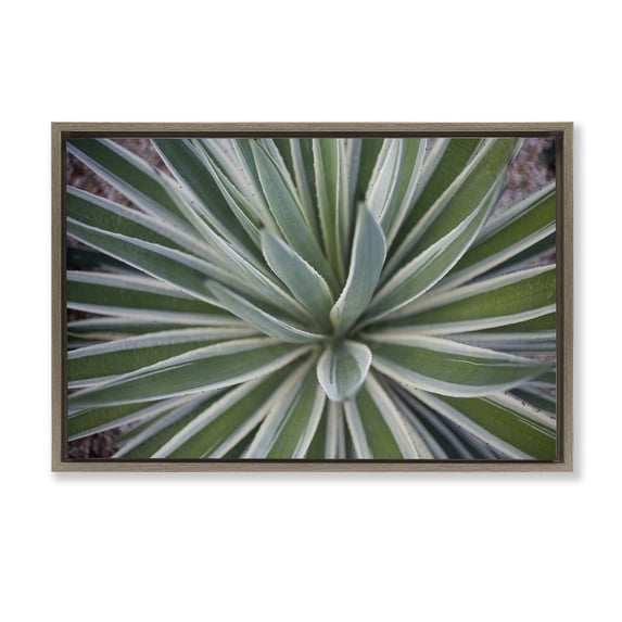 Stupell Industries Southwestern Centric Succulent Leaves Brown Floating Frame Canvas Art, 31 x 21, by Susan Bryant