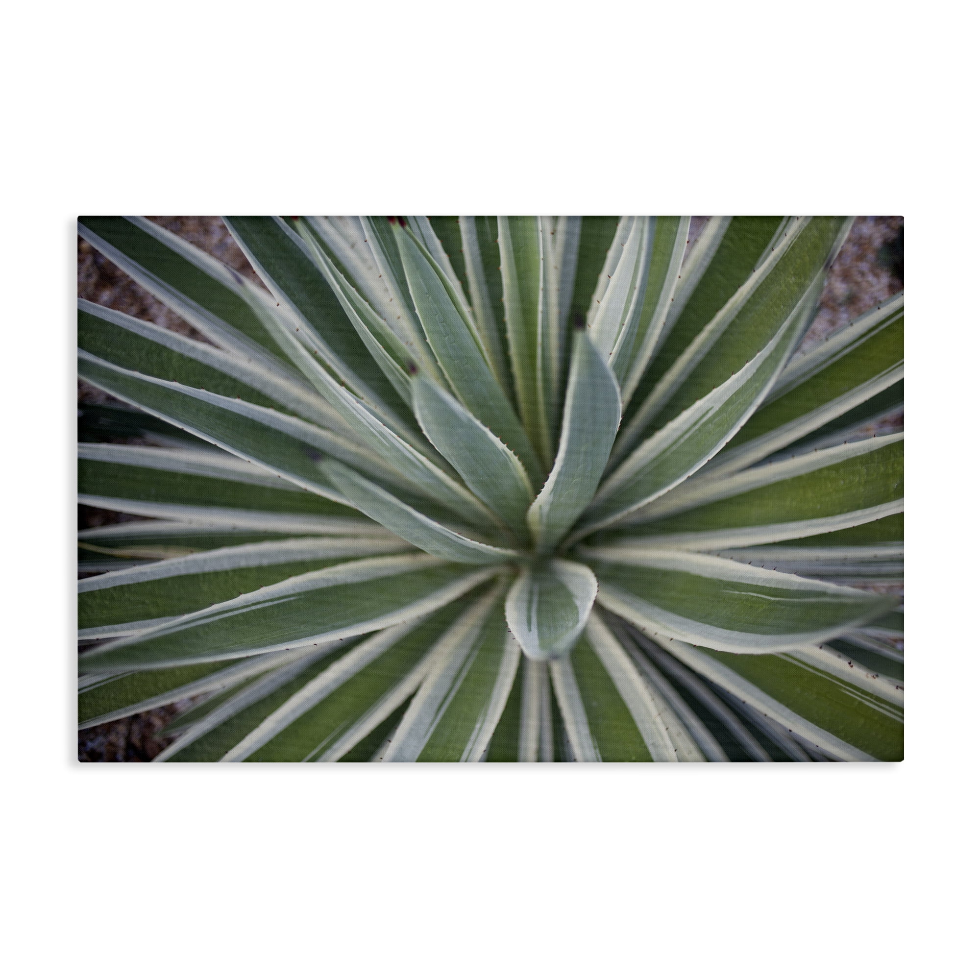 Stupell Industries Centric Succulent Leaves Botanical & Floral Photography Gallery Wrapped Canvas Art Print Wall Art, 45 x 30