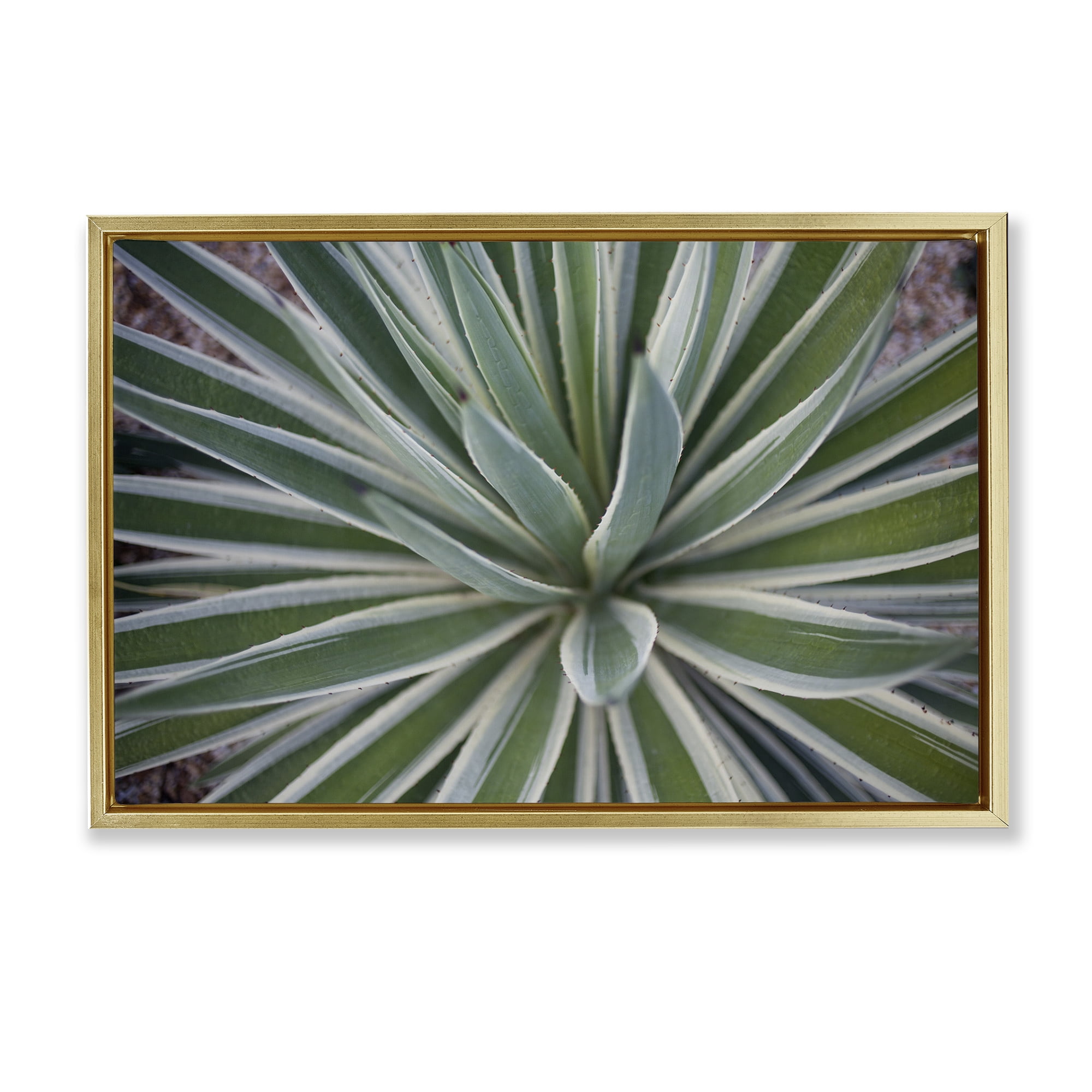 Stupell Industries Centric Succulent Leaves Botanical & Floral Photography Gold Floater Framed Canvas Art Print Wall Art, 31 x 21