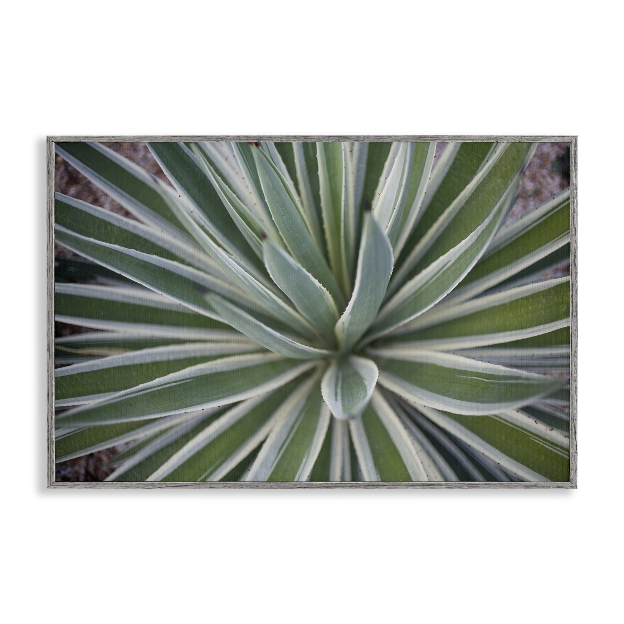 Stupell Industries Centric Succulent Leaves Botanical & Floral Photography Gray Framed Art Print Wall Art, 24 x 16