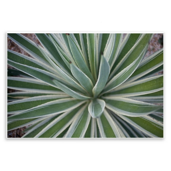 Stupell Industries Centric Succulent Leaves Botanical & Floral Photography Unframed Art Print Wall Art, 15 x 10