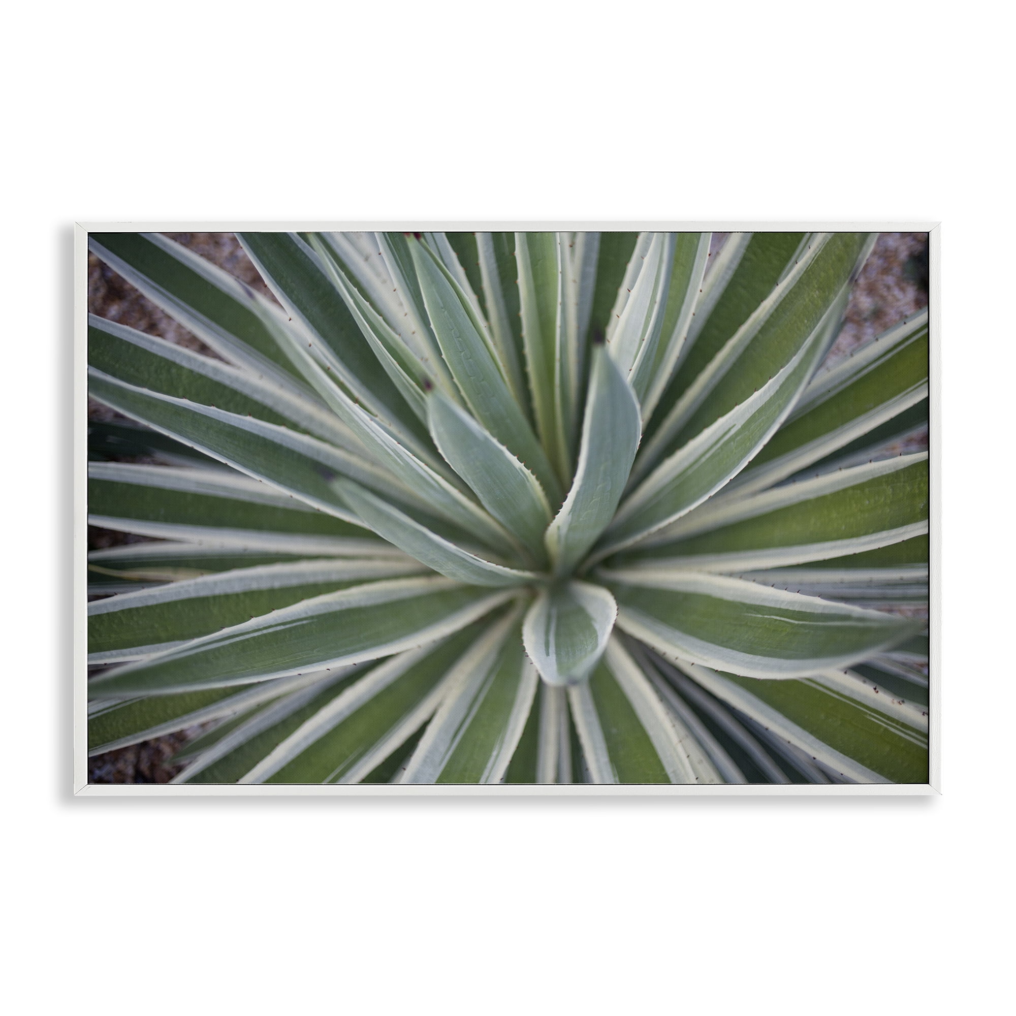 Stupell Industries Centric Succulent Leaves Botanical & Floral Photography White Framed Art Print Wall Art, 24 x 16