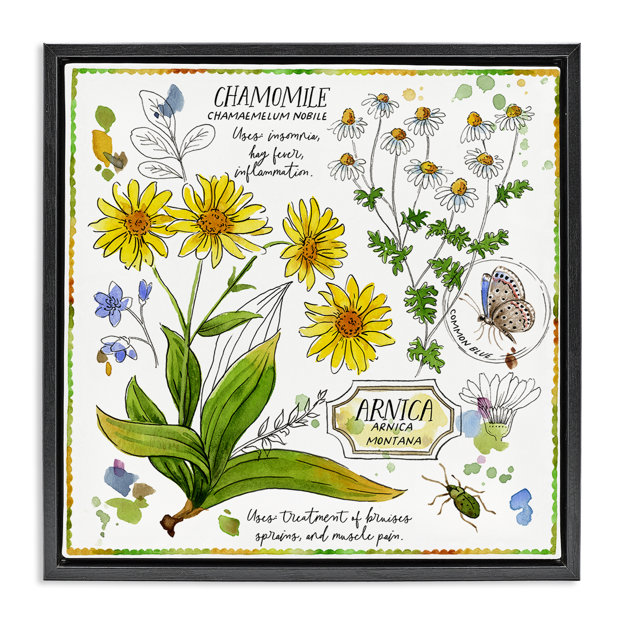 Stupell Industries Chamomile Herb Uses Plants & Flowers Painting Black Floater Framed Canvas Art Print Wall Art, 18 x 18
