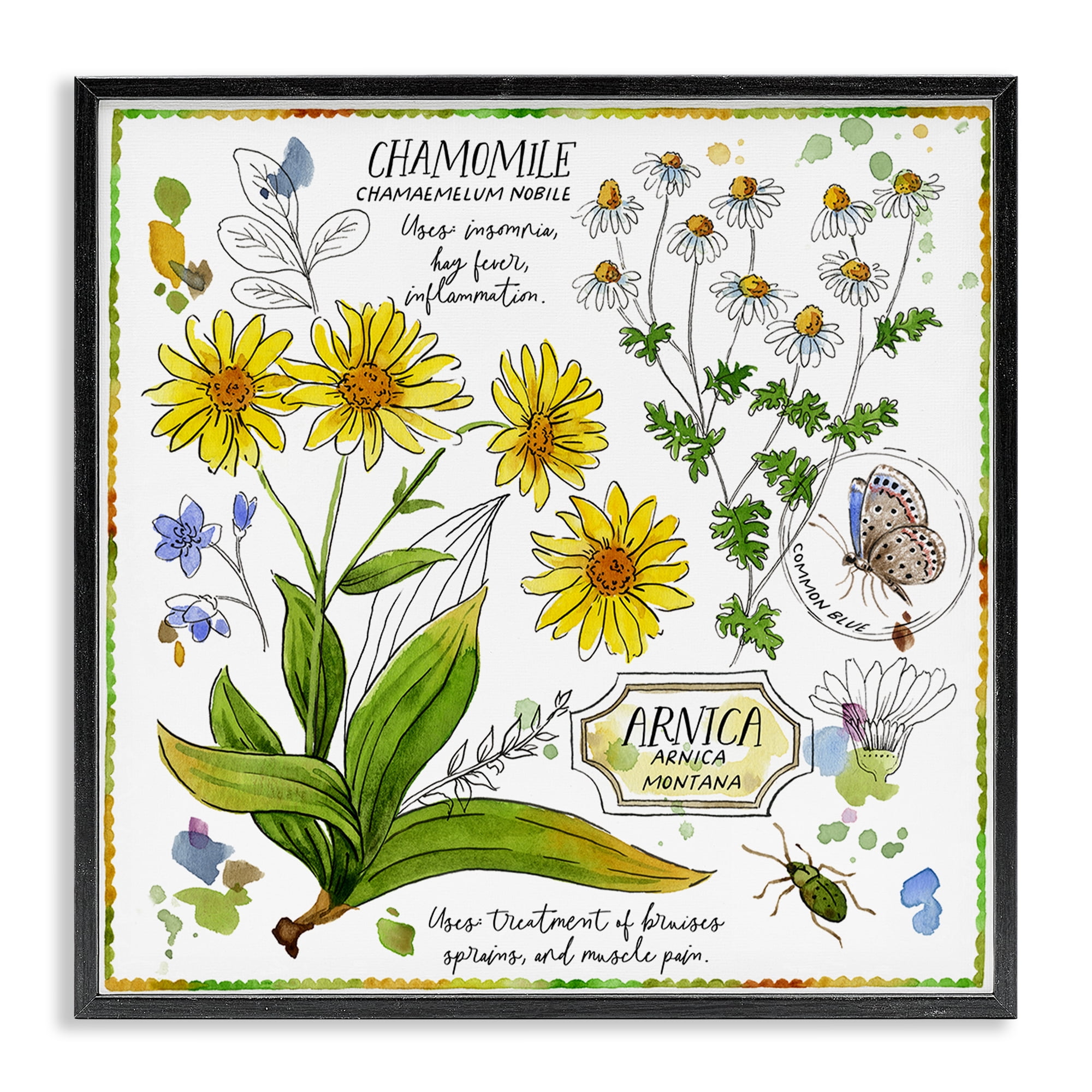 Stupell Industries Chamomile Herb Uses Plants & Flowers Painting Black Framed Art Print Wall Art, 24 x 24