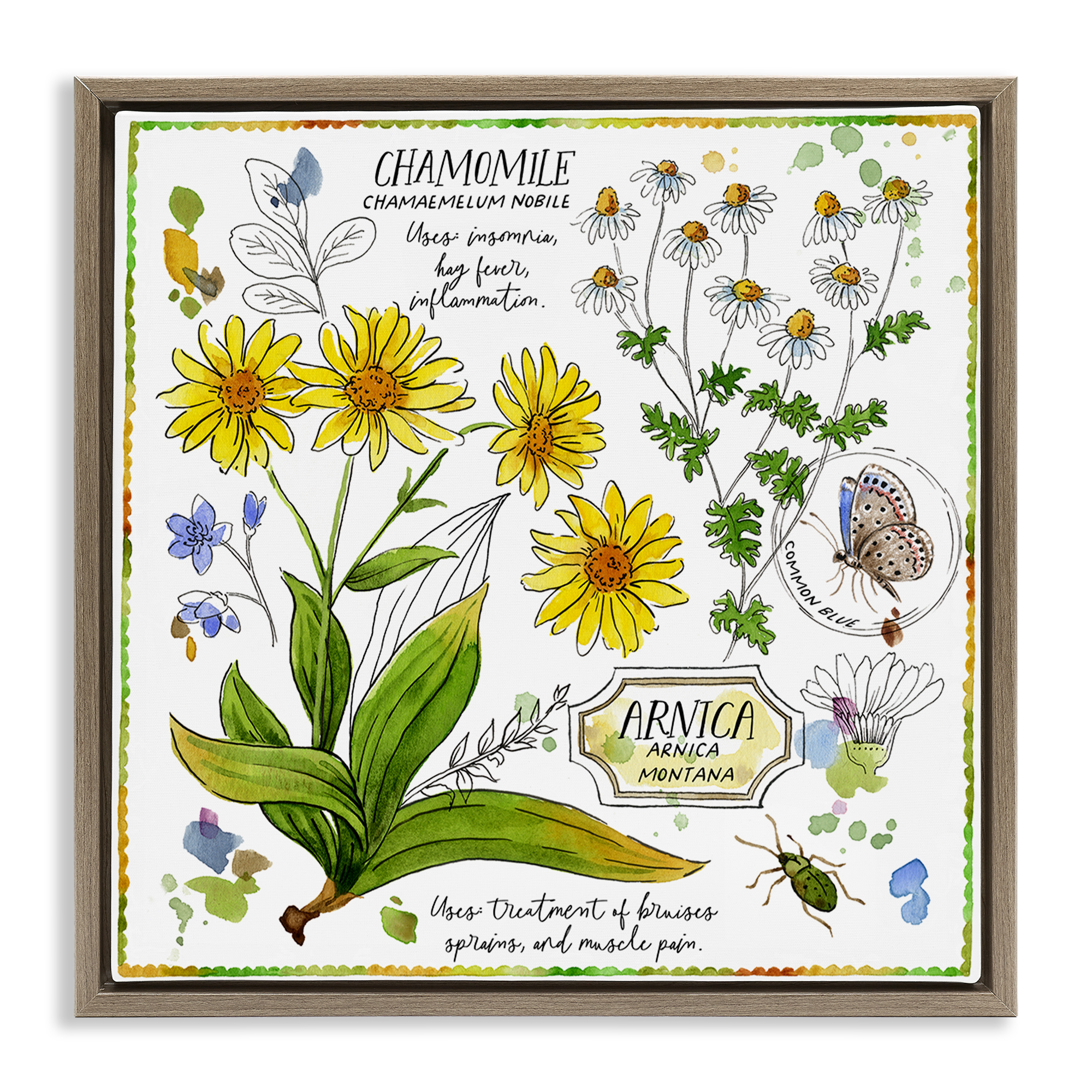 Stupell Industries Chamomile Herb Uses Plants & Flowers Painting Brown Floater Framed Canvas Art Print Wall Art, 25 x 25