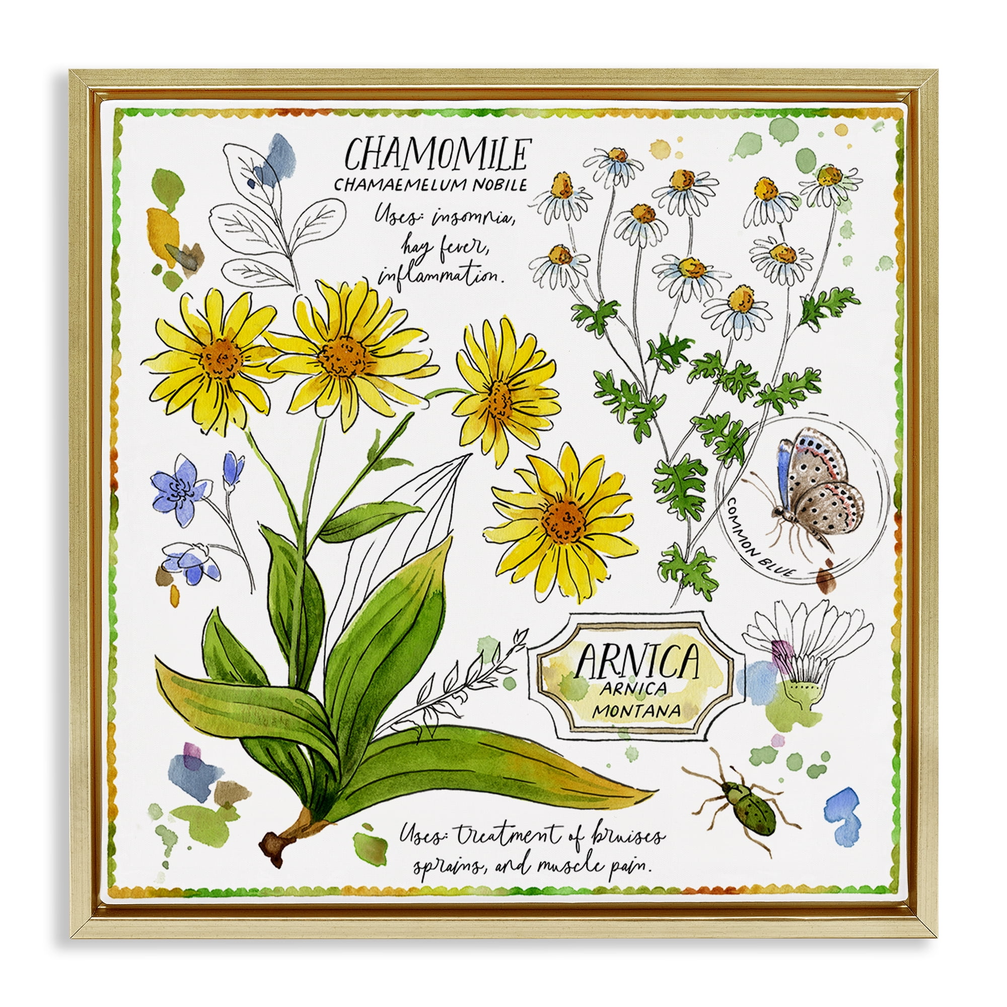 Stupell Industries Chamomile Herb Uses Plants & Flowers Painting Gold Floater Framed Canvas Art Print Wall Art, 25 x 25