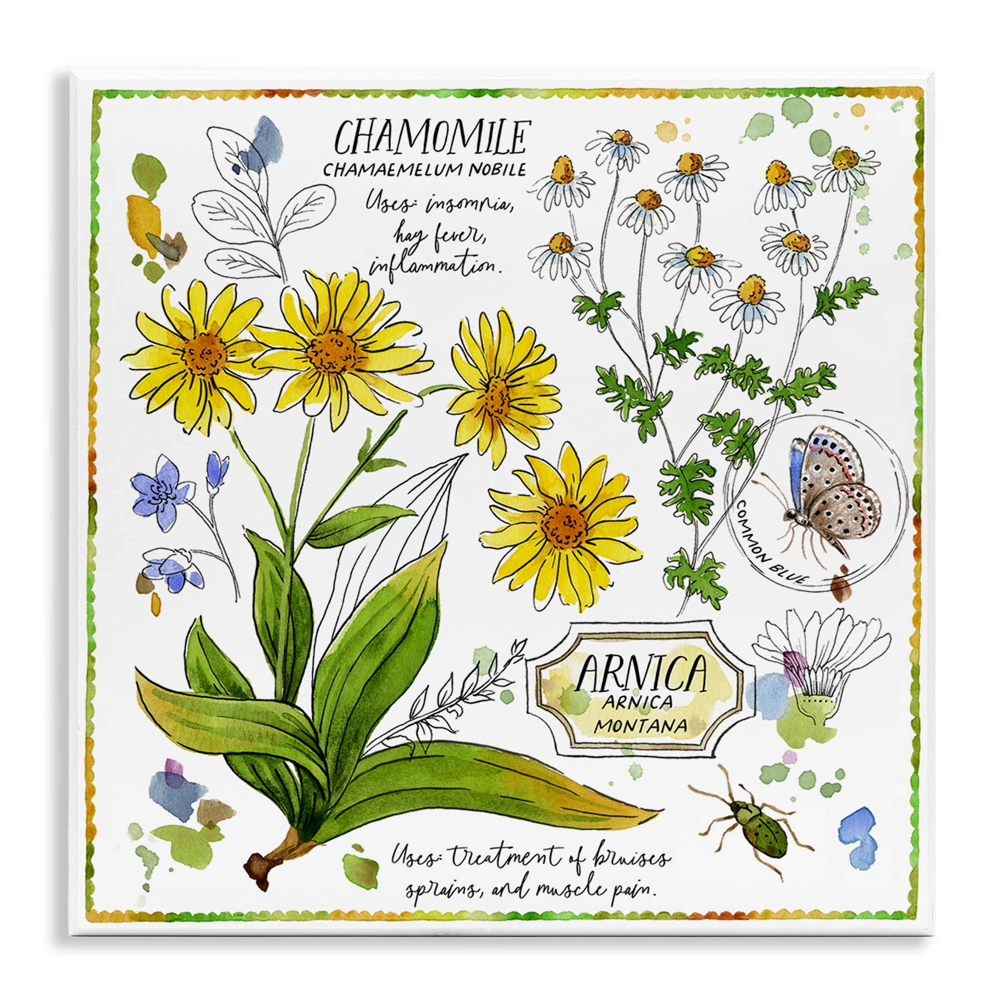 Stupell Industries Chamomile Herb Uses Plants & Flowers Painting Unframed Art Print Wall Art, 12 x 12
