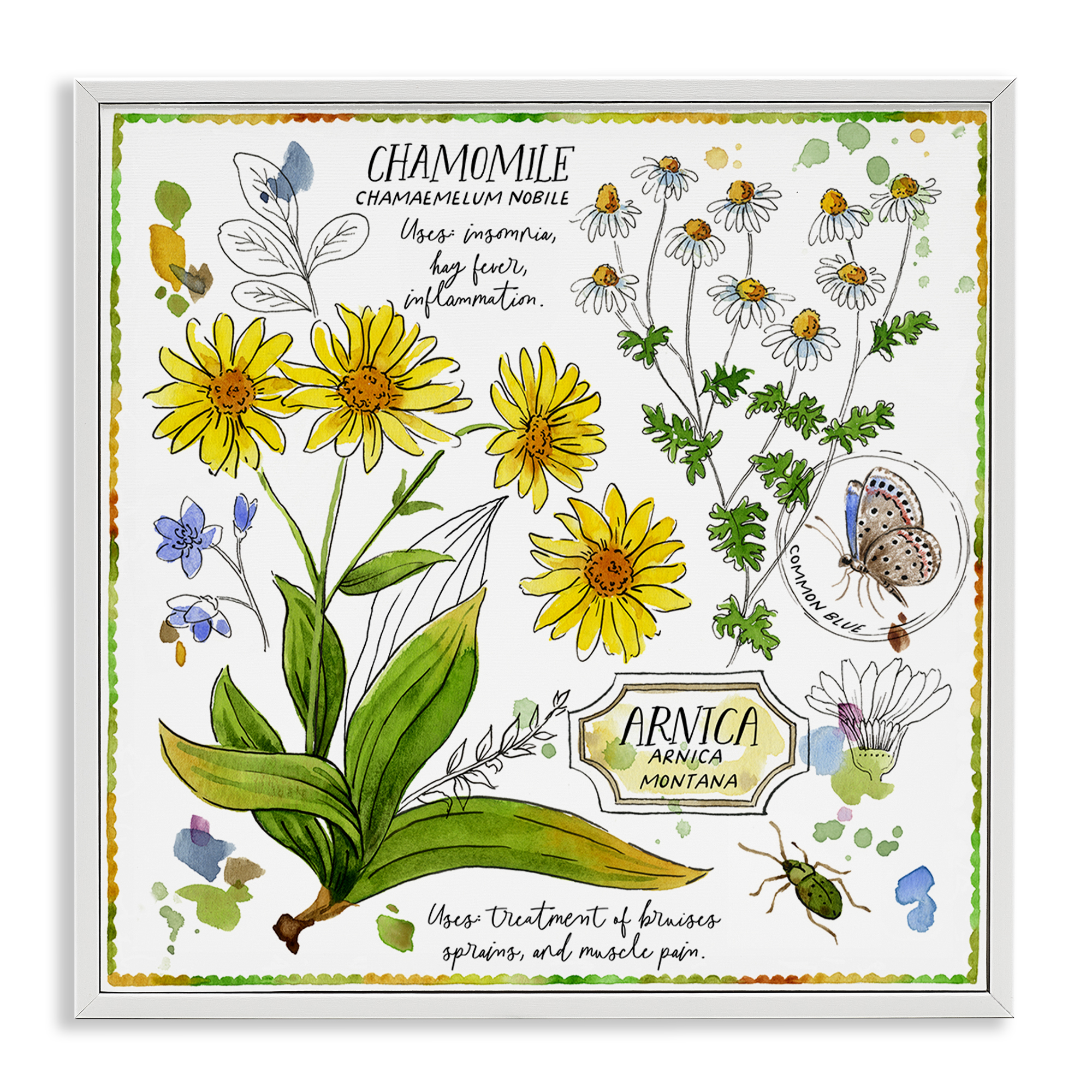 Stupell Industries Chamomile Herb Uses Plants & Flowers Painting White Framed Art Print Wall Art, 24 x 24