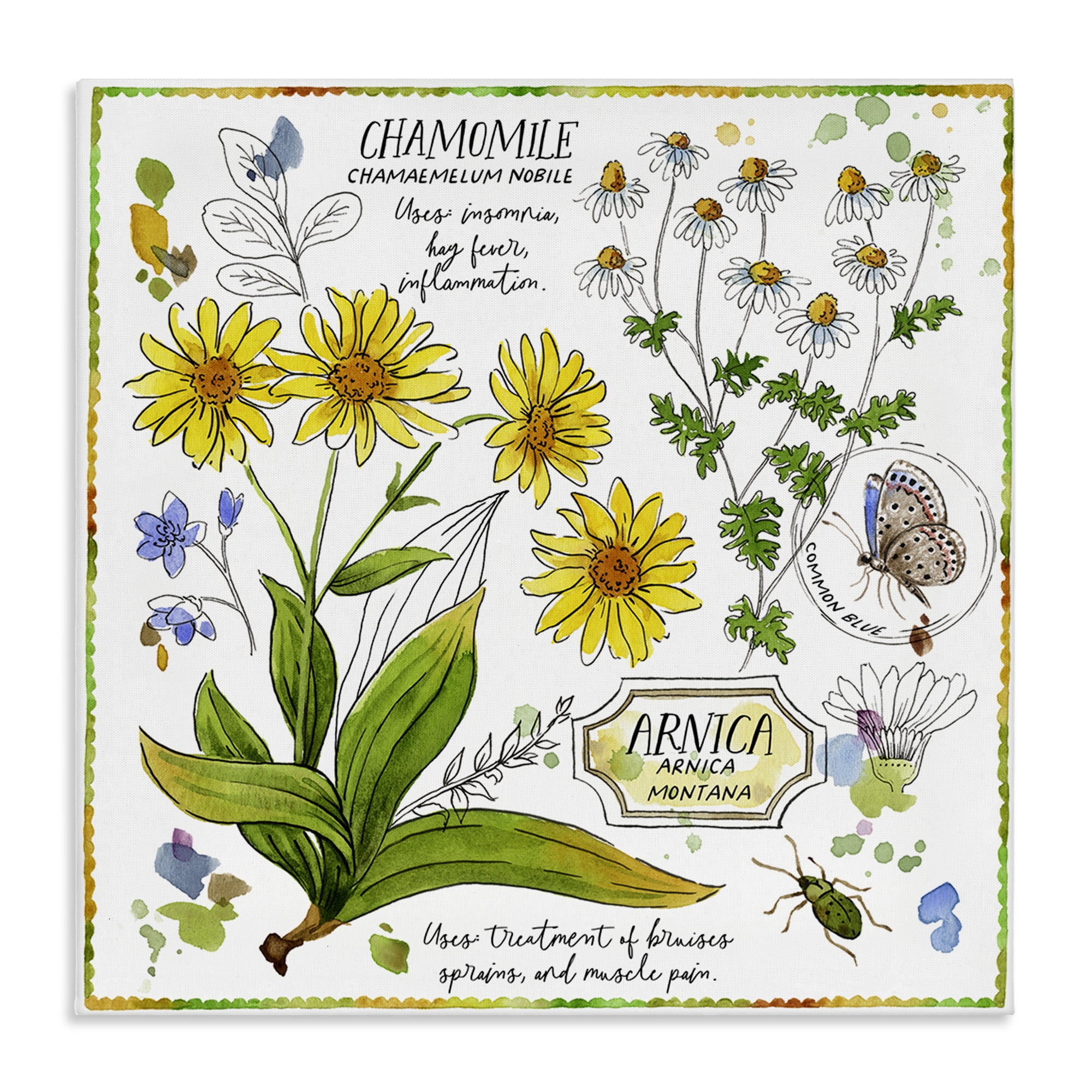 Stupell Industries Chamomile Herb Uses Plants & Flowers Painting Wrapped Canvas Art Print Wall Art, 30 x 30