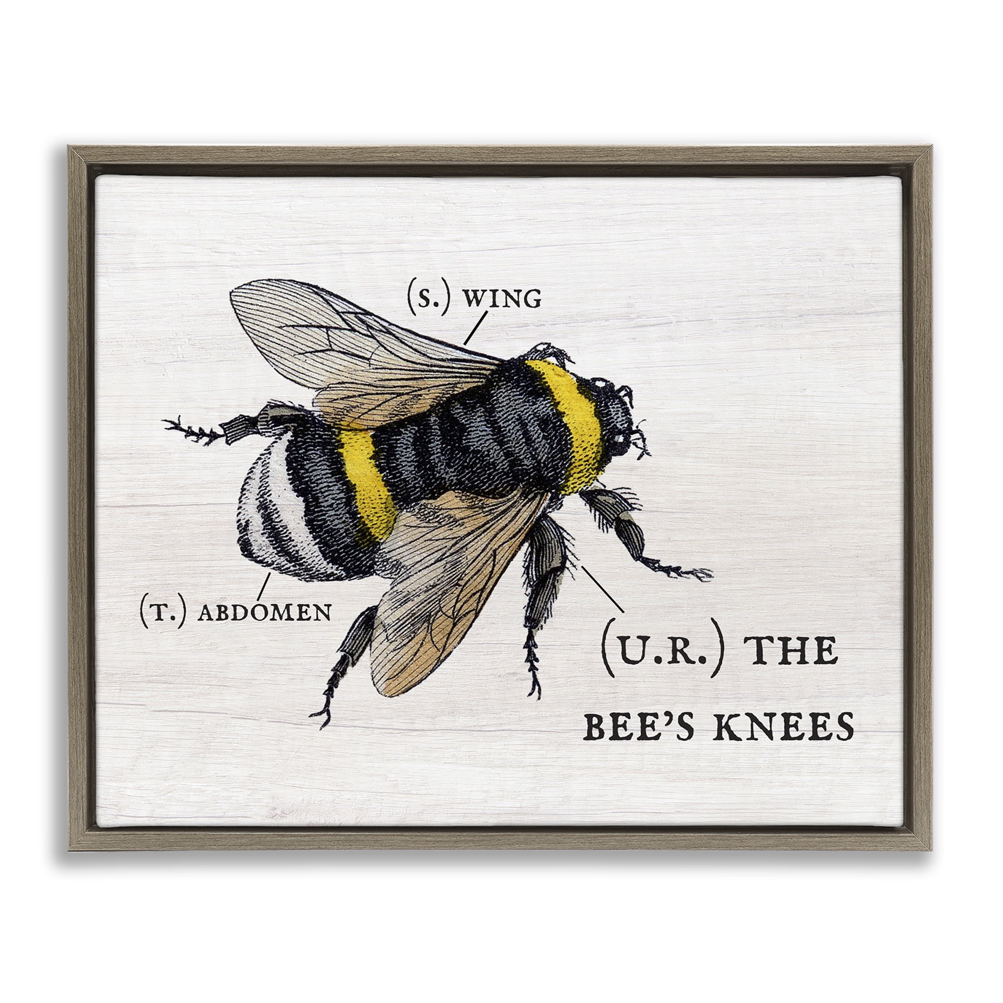 Stupell Industries Charming Bee's Knees Anatomy Animals & Insects Painting Brown Floater Framed Canvas Art Print Wall Art, 31 x 25