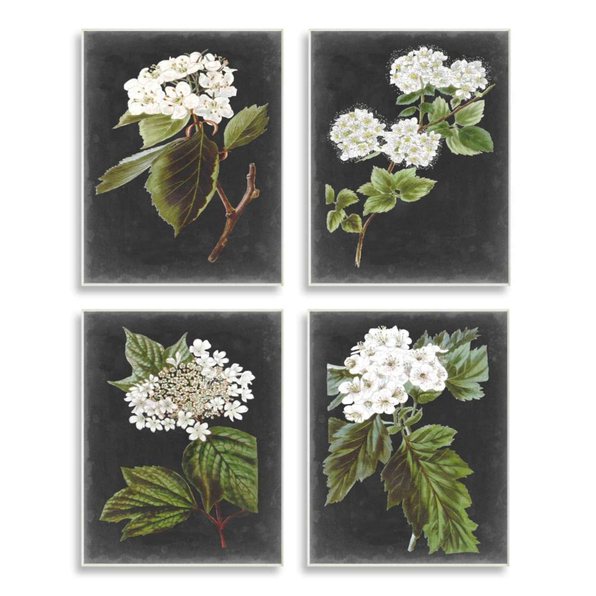 Stupell Industries Charming White Cottage Florals over Charcoal Grey Design by Vision Studio