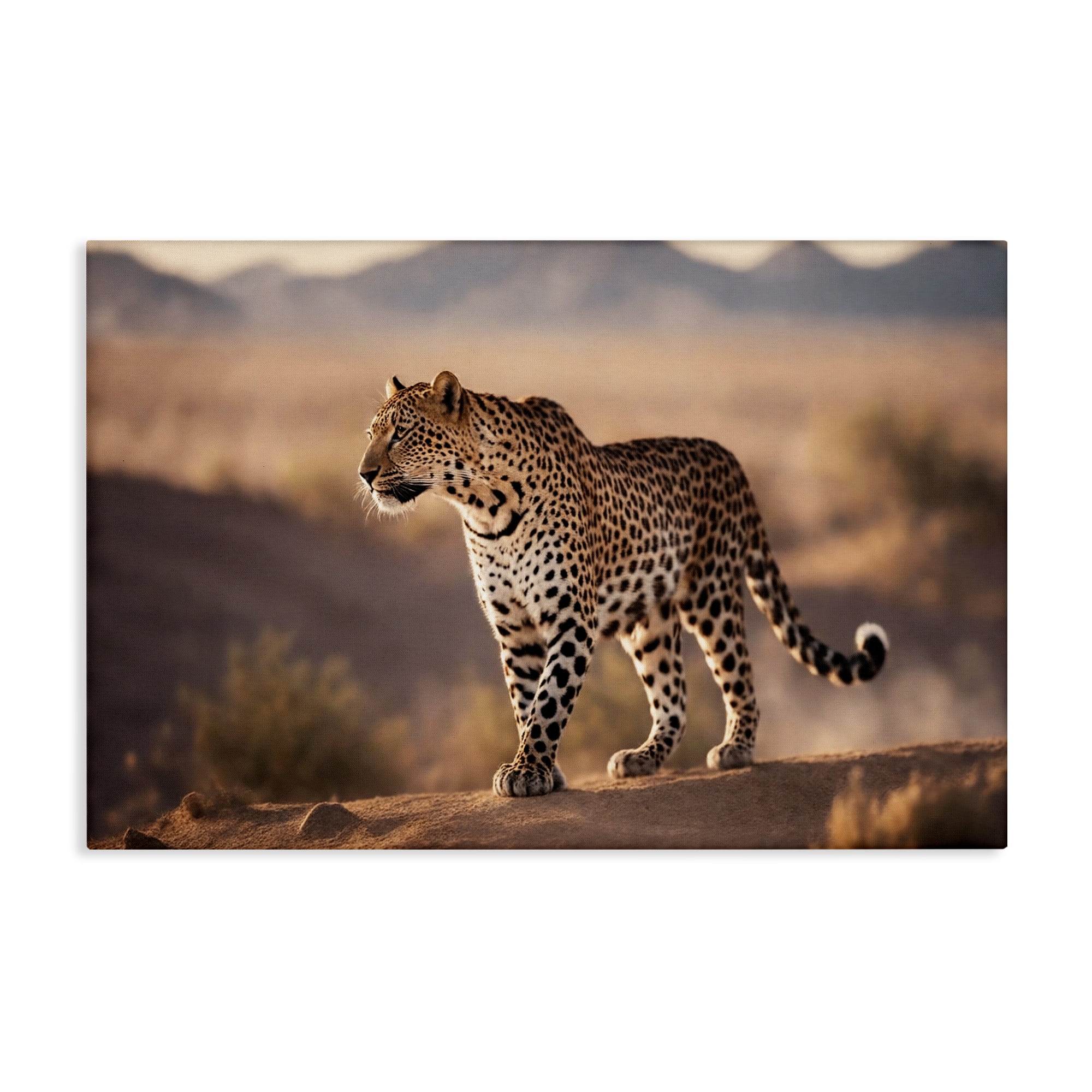 Stupell Industries Cheetah On Patrol Animals Photography Wrapped Canvas Art Print Wall Art, 36 x 24