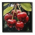 thumbnail image 1 of Stupell Industries Cherries with Water Droplets Food & Beverage Painting Black Framed Art Print Wall Art, 17 x 17, 1 of 9