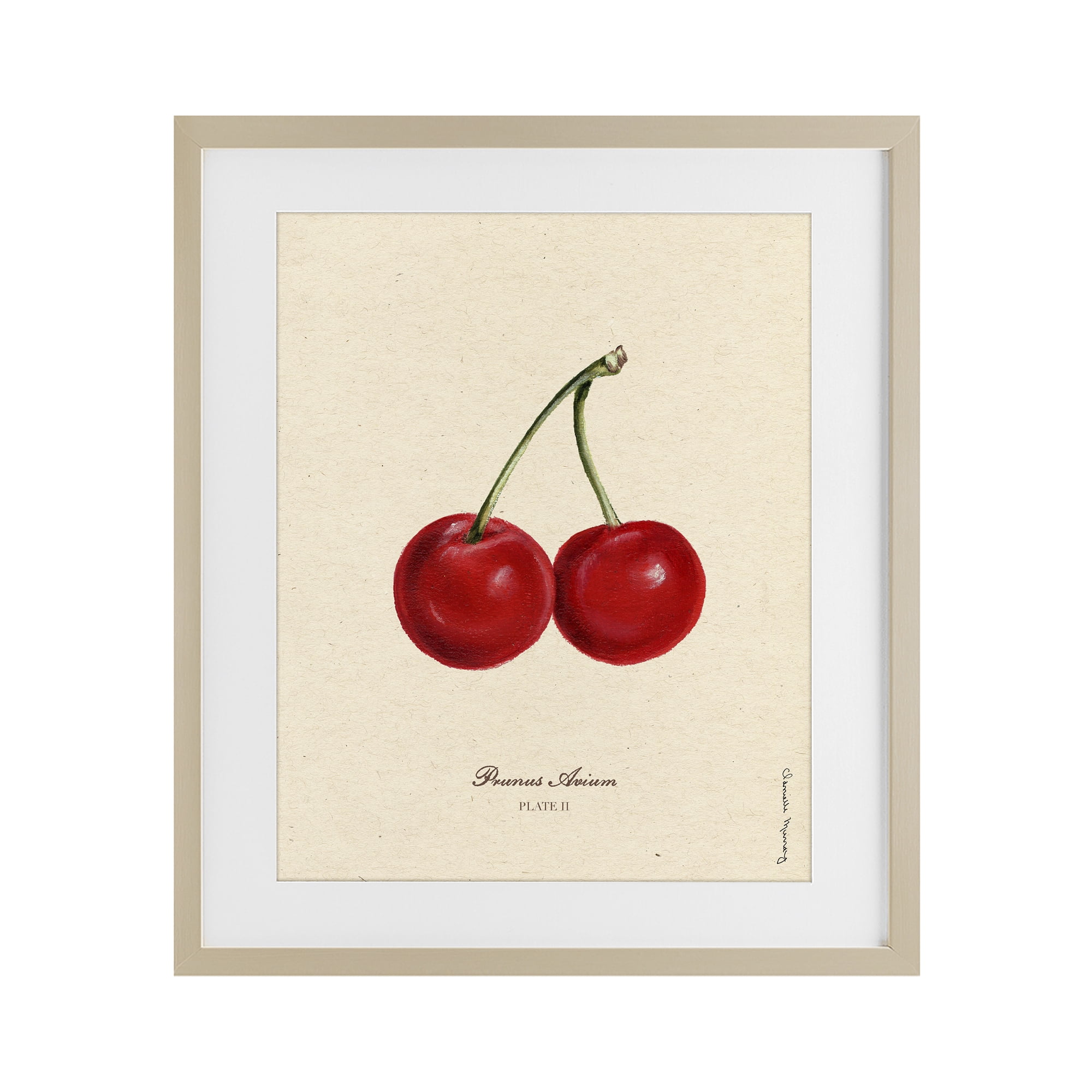 Stupell Industries Cherry Fruit Portrait Birch Framed Print Under Glass, design by Danielle Murray