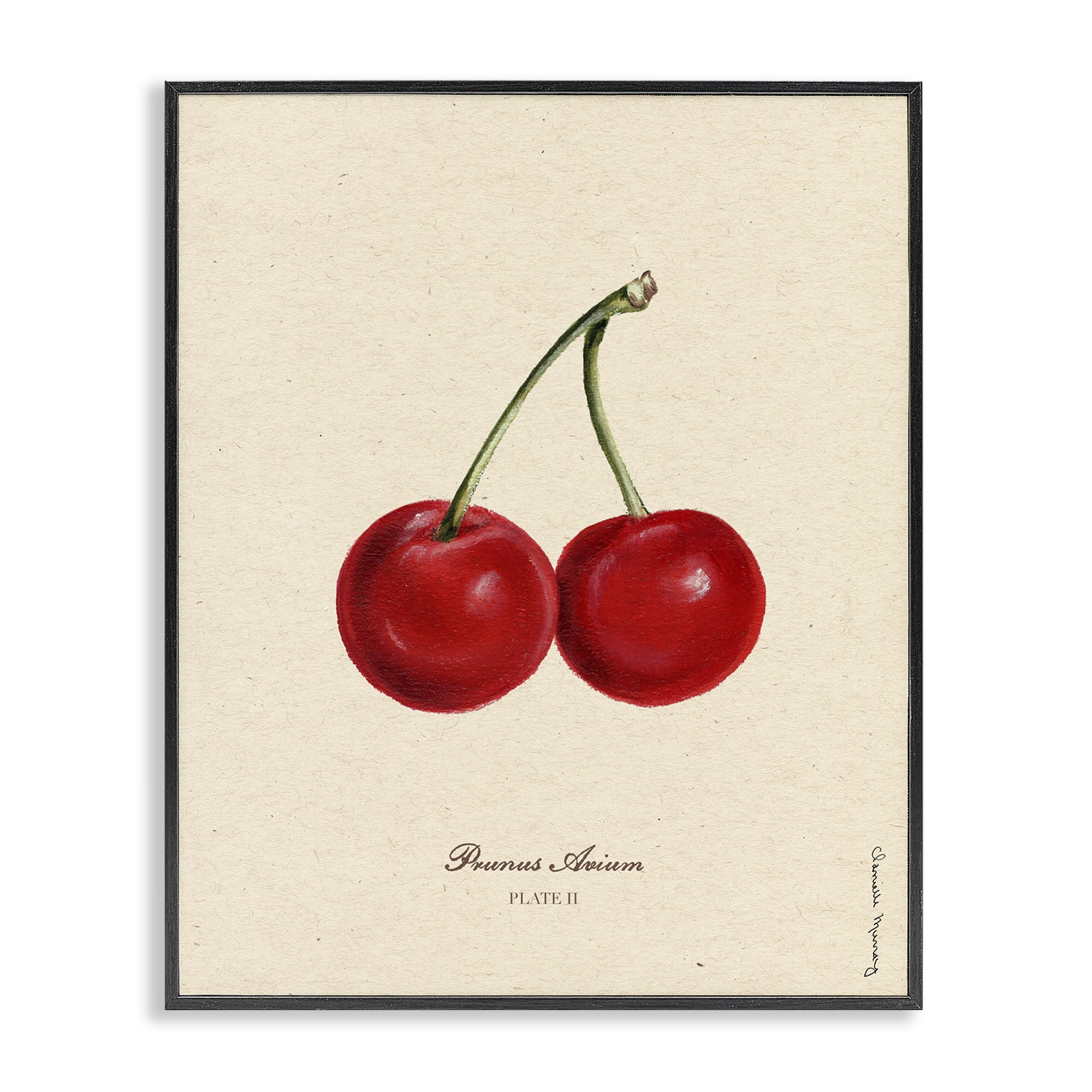 Stupell Industries Cherry Fruit Portrait Black Framed Giclee Art, design by Danielle Murray